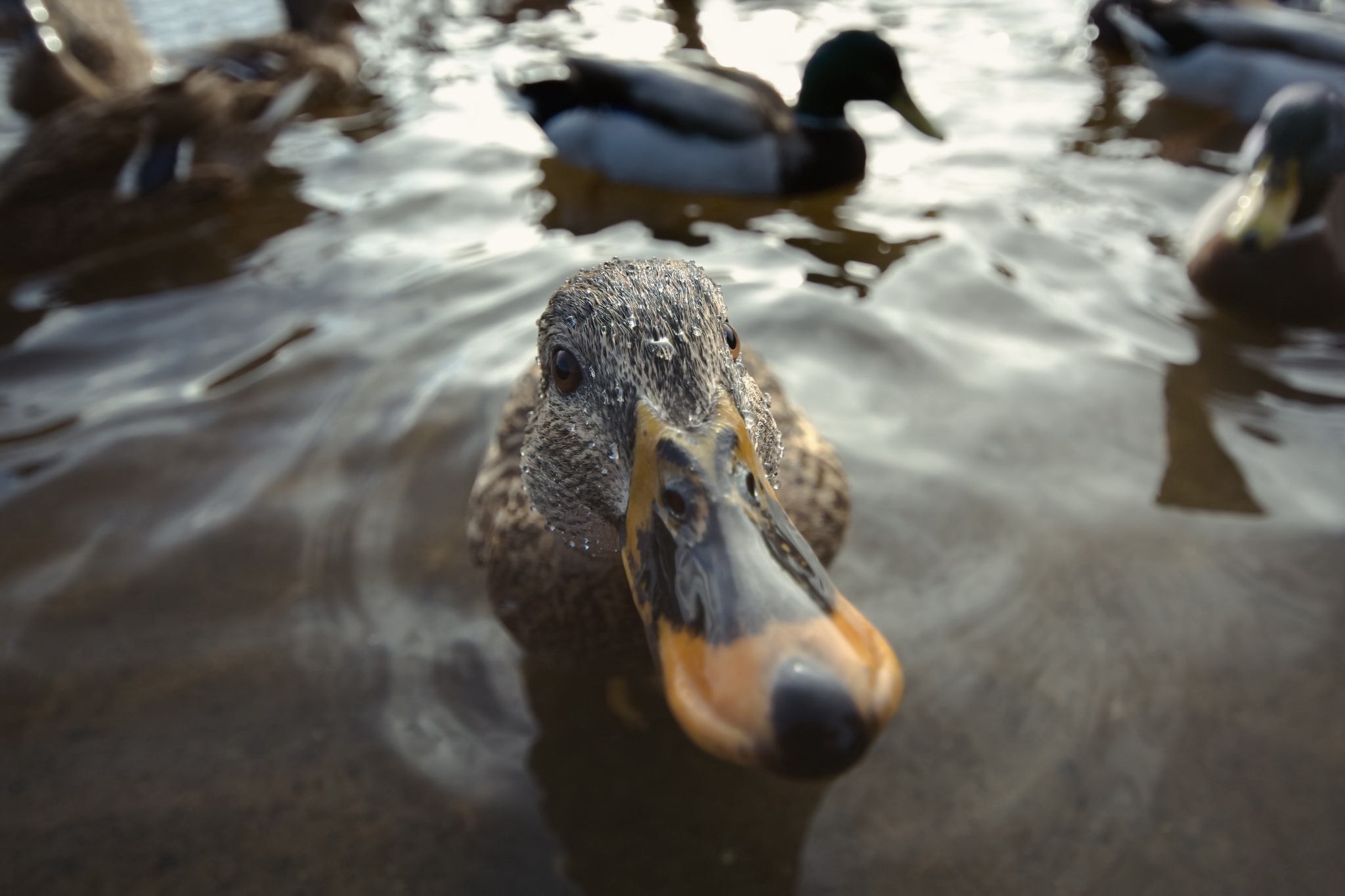 A close-up of a duck in the water HD Wallpaper