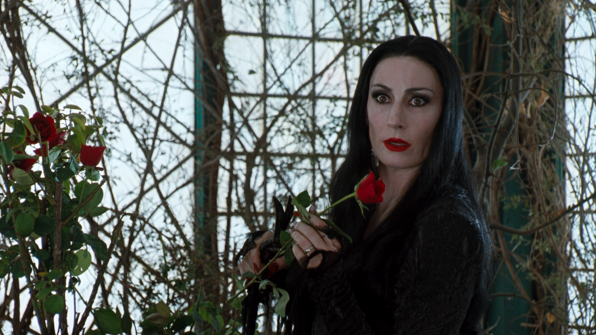 Morticia Addams holding a red rose HD Wallpaper