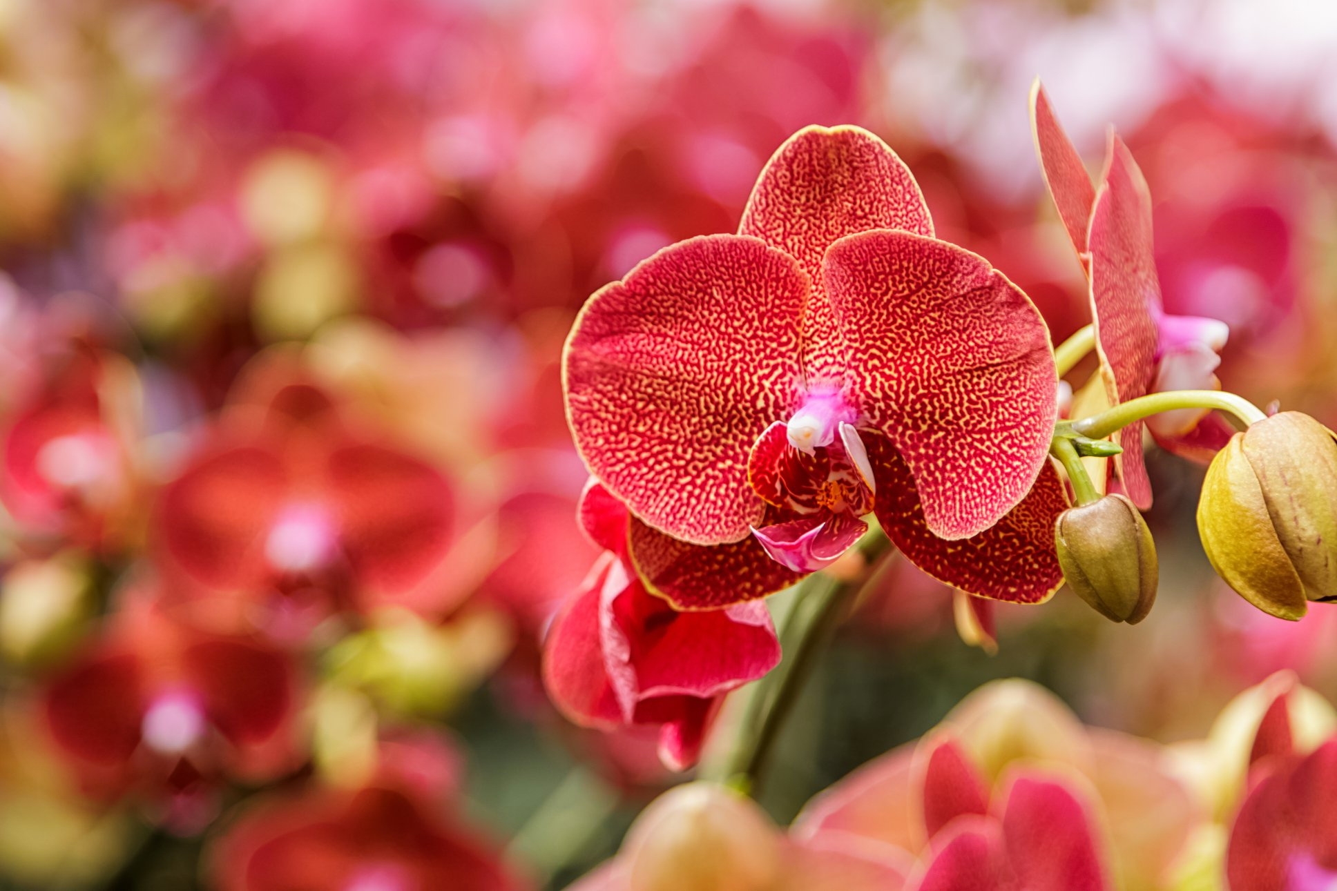 Red spotted orchids with buds HD Wallpaper