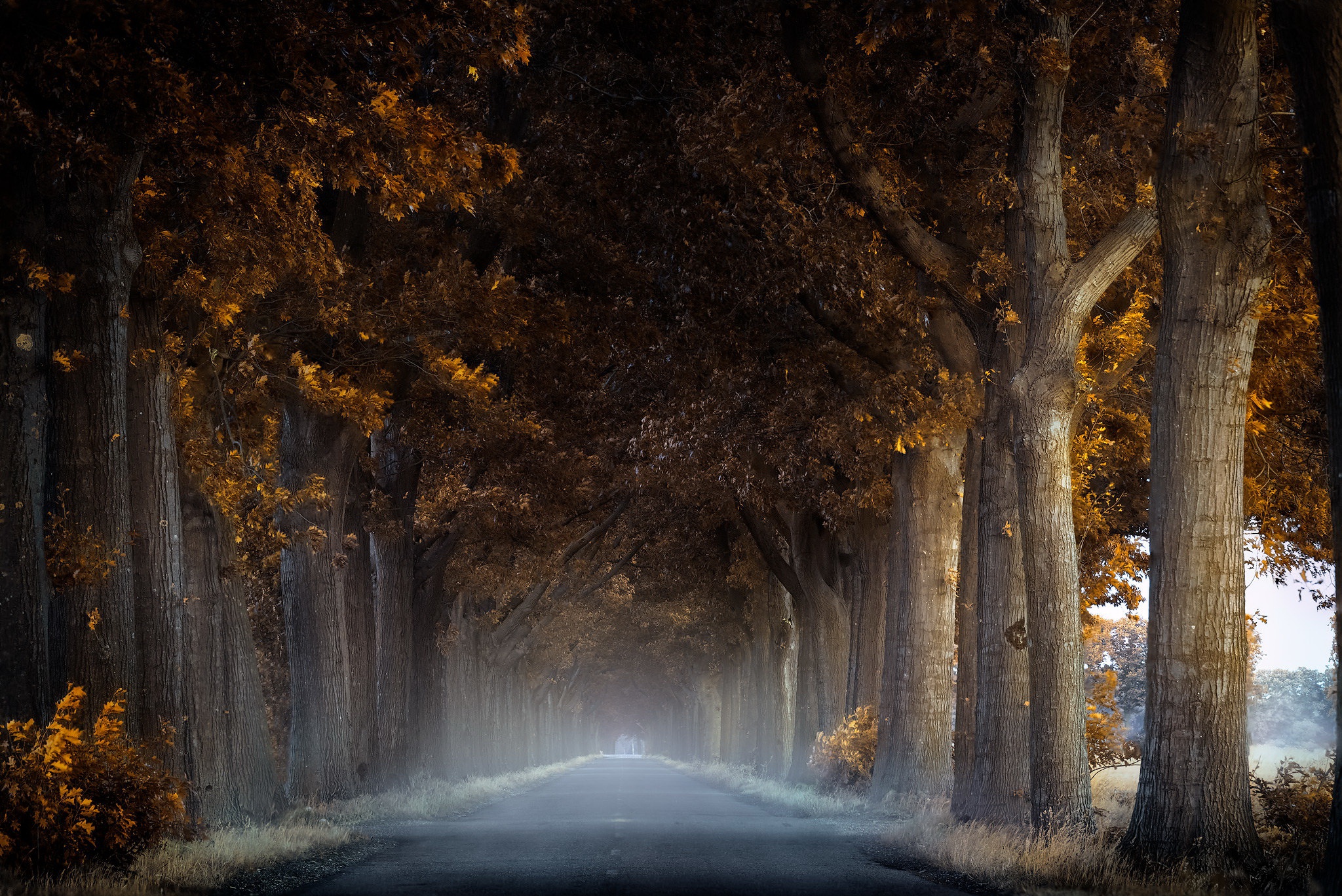 Road lined with trees in fog HD Wallpaper