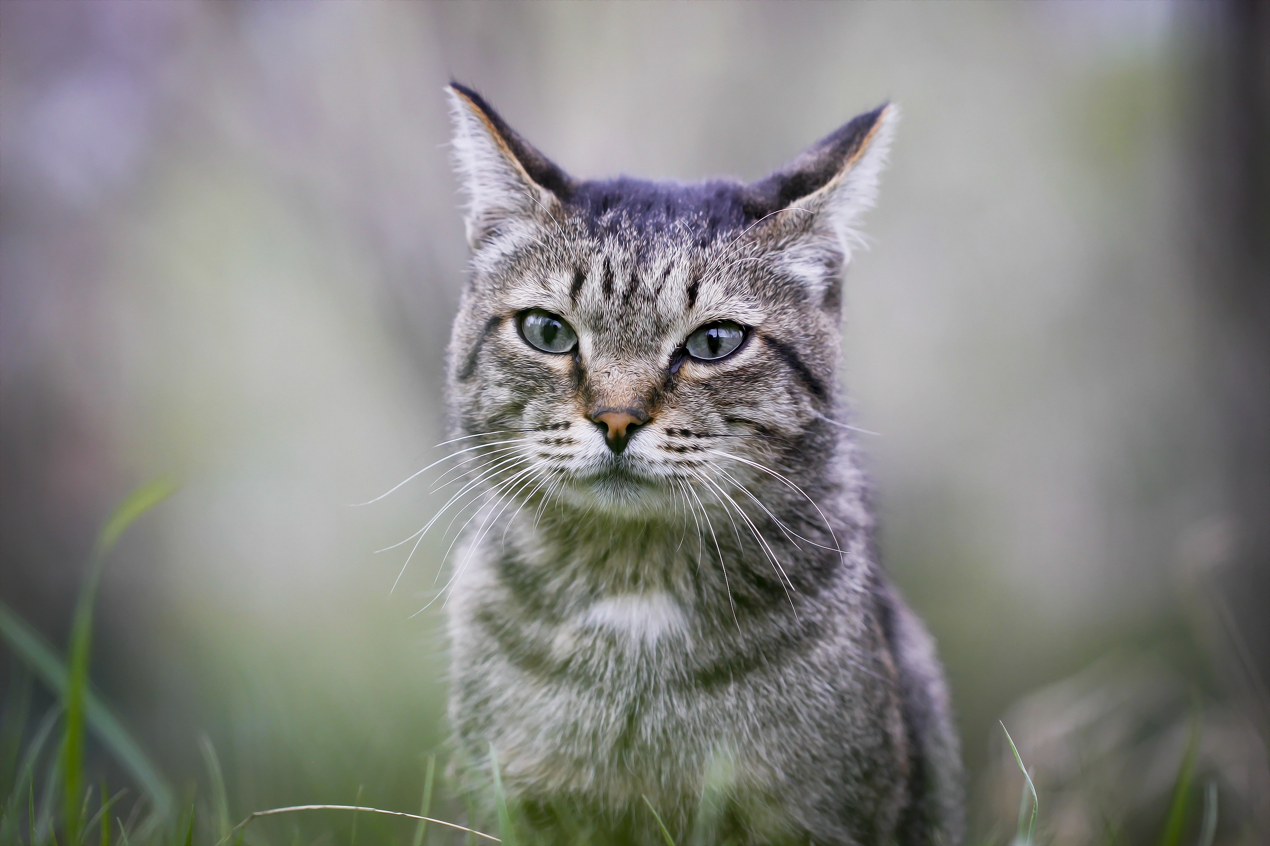 Close-up of a tabby cat in grass HD Wallpaper