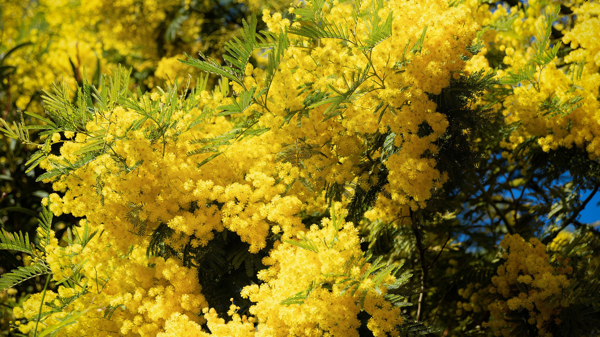 Yellow Mimosa flowers and green leaves HD Wallpaper