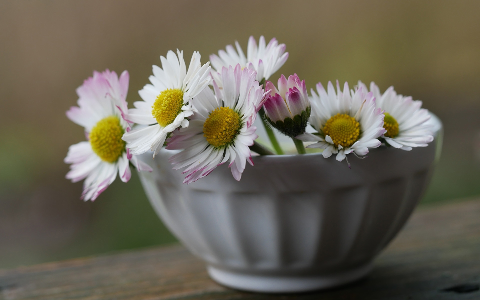 White daisies in a white bowl HD Wallpaper
