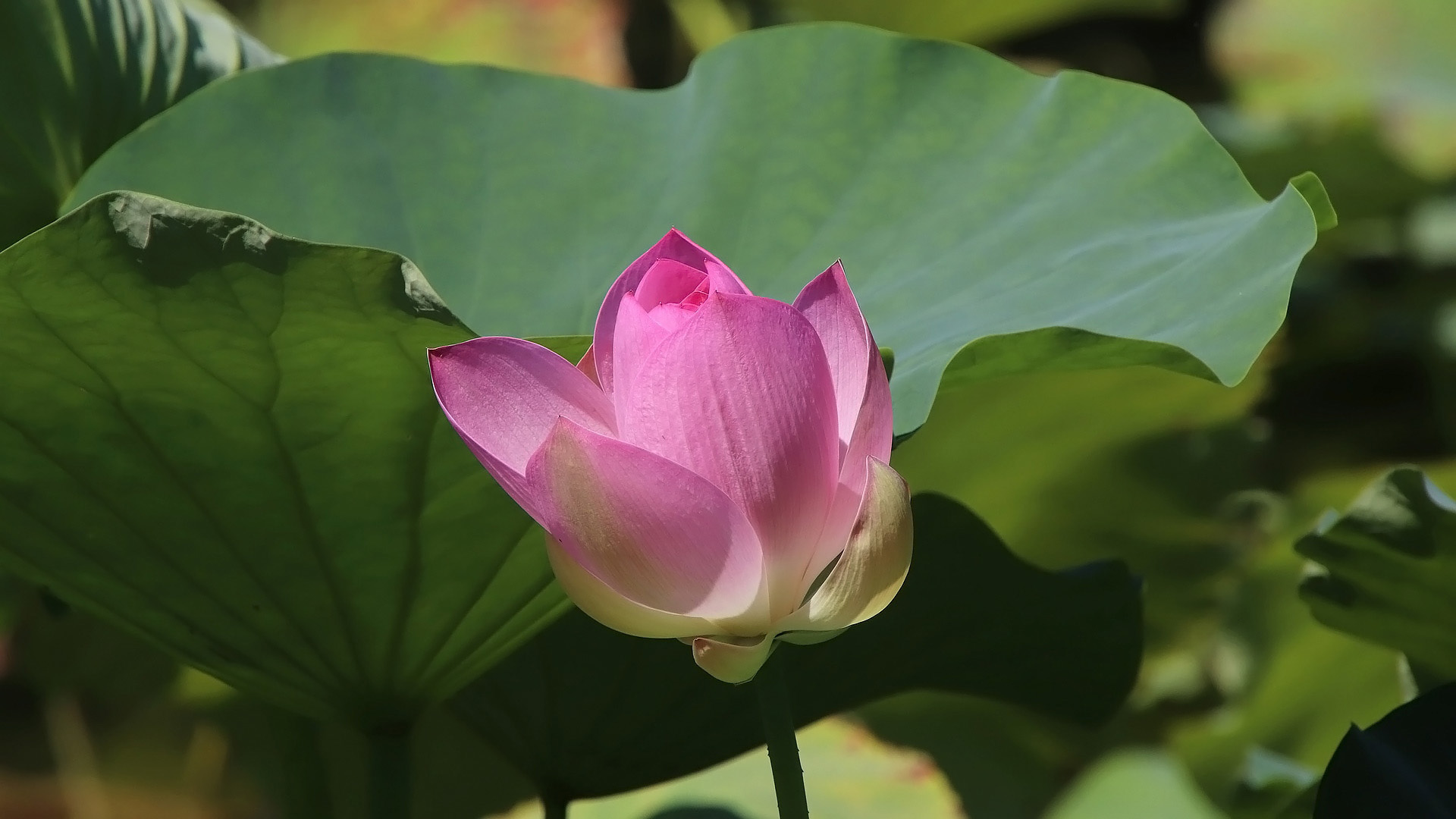 Pink Lotus Flower Bud Among Green Leaves HD Wallpaper