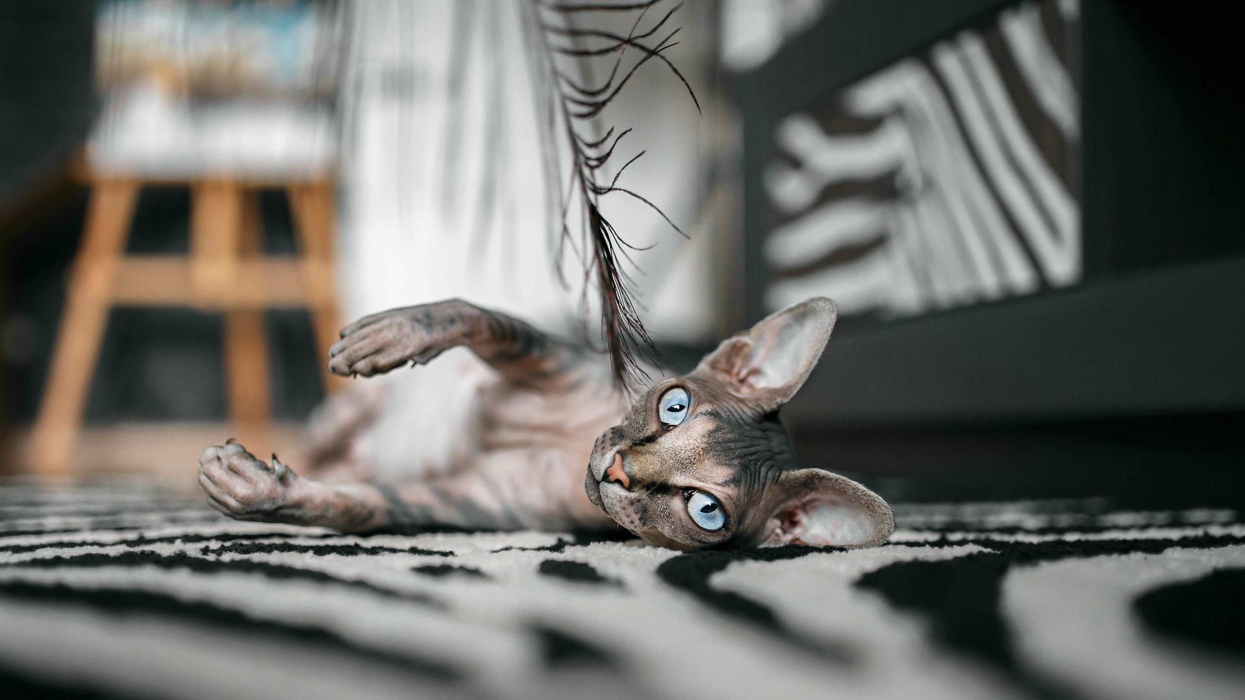 Sphynx cat with blue eyes playing with a feather HD Wallpaper