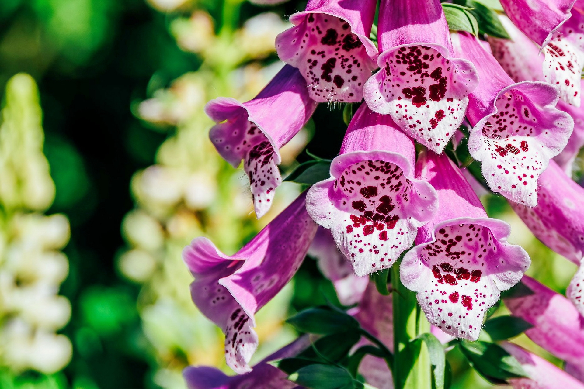 Close-up of Pink Foxglove Flowers with Spotted Interiors HD Wallpaper