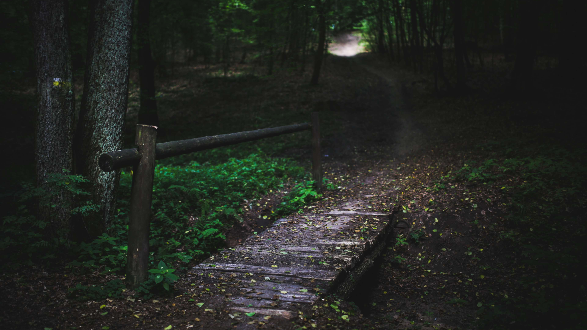 Wooden bridge on a forest path HD Wallpaper