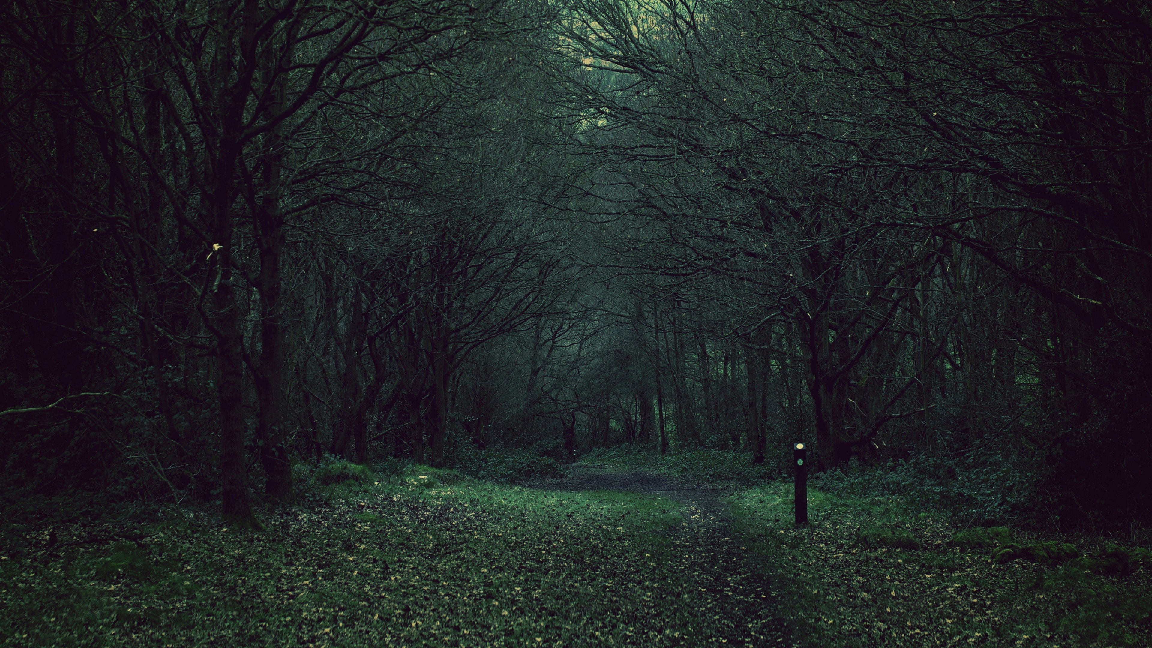 Path through a dark forest with trees HD Wallpaper