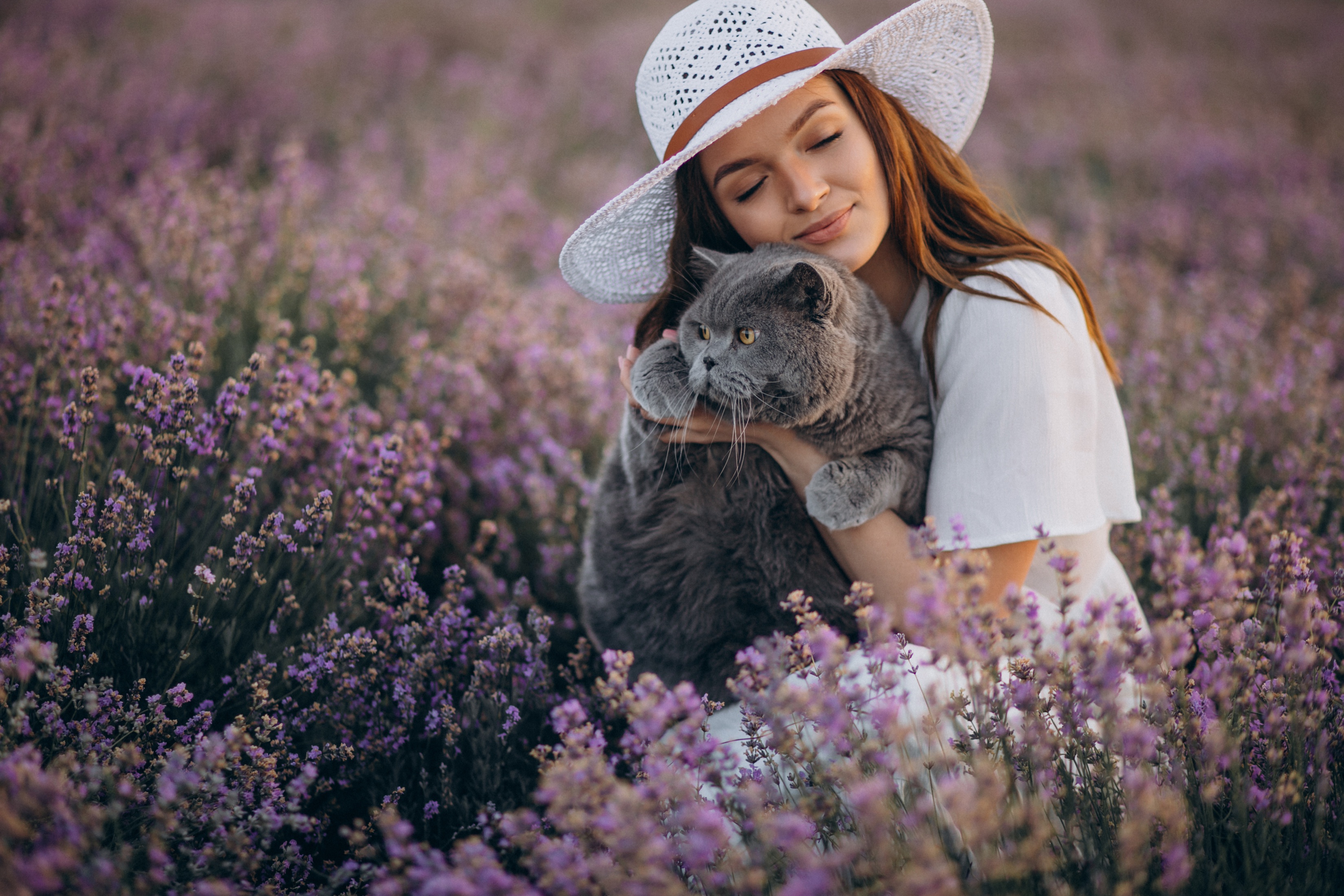 Woman in a hat holding a cat in a lavender field HD Wallpaper