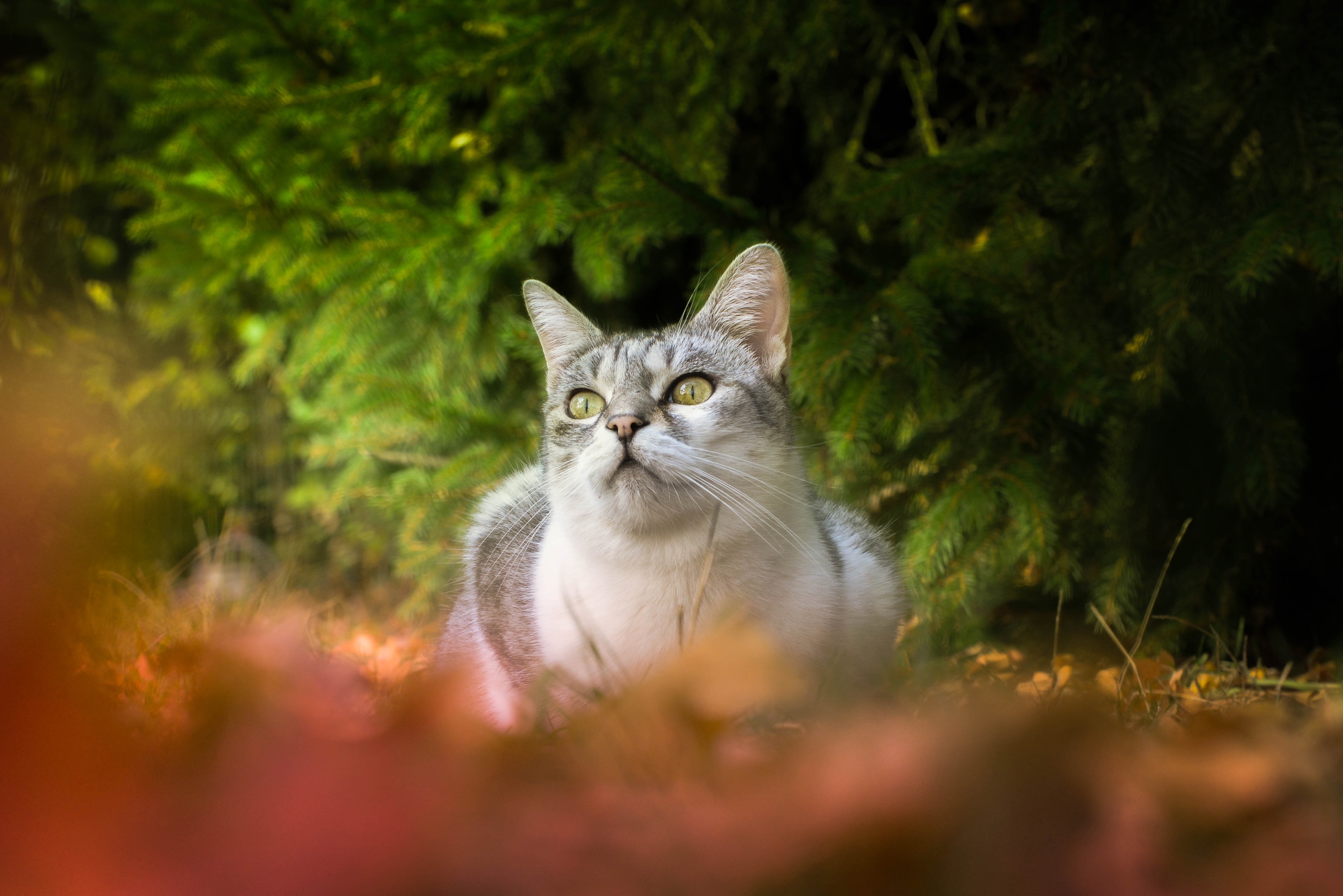 A tabby cat sits in the grass with autumn leaves HD Wallpaper