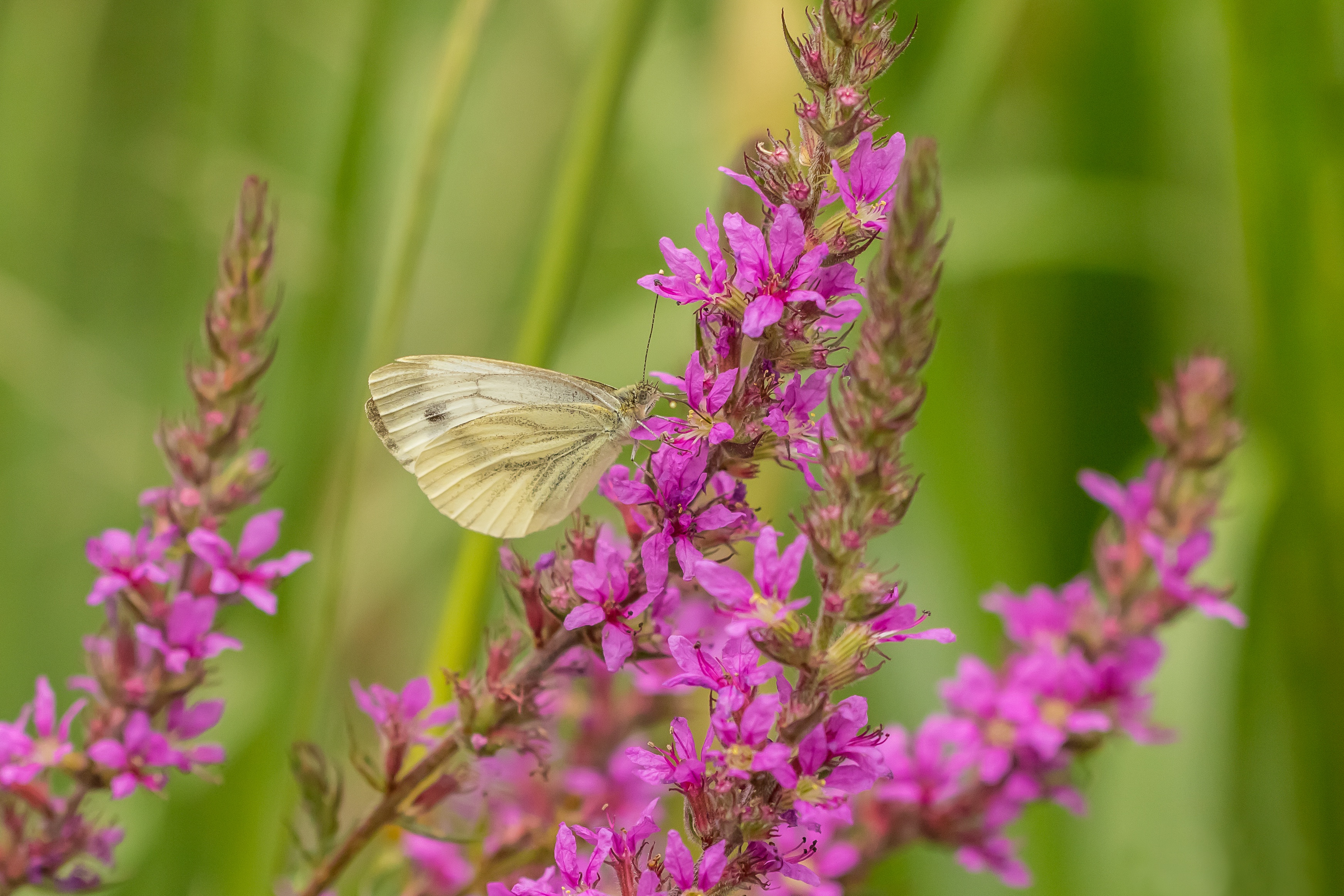 White butterfly on purple flowers HD Wallpaper