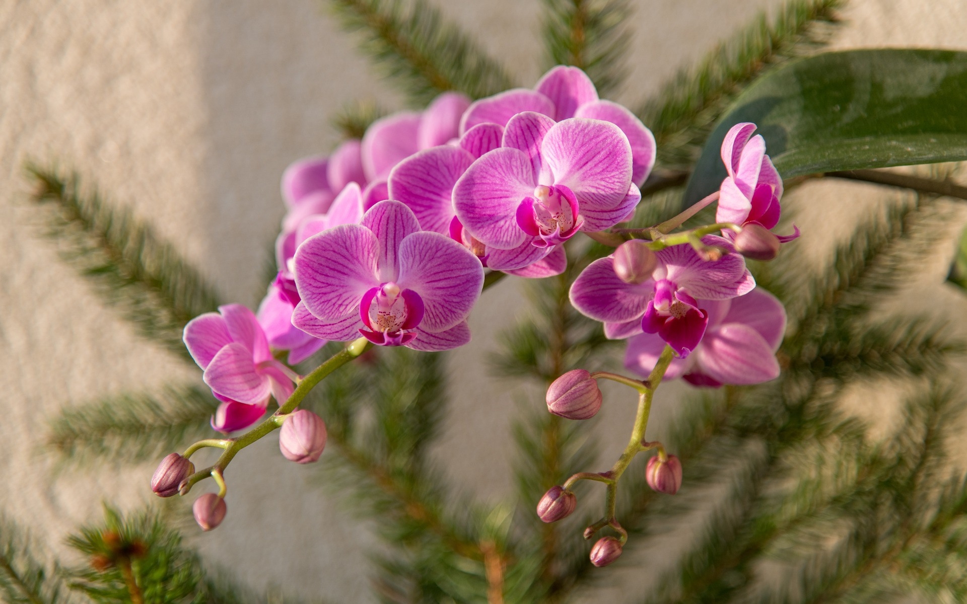 Pink orchids on a pine branch HD Wallpaper