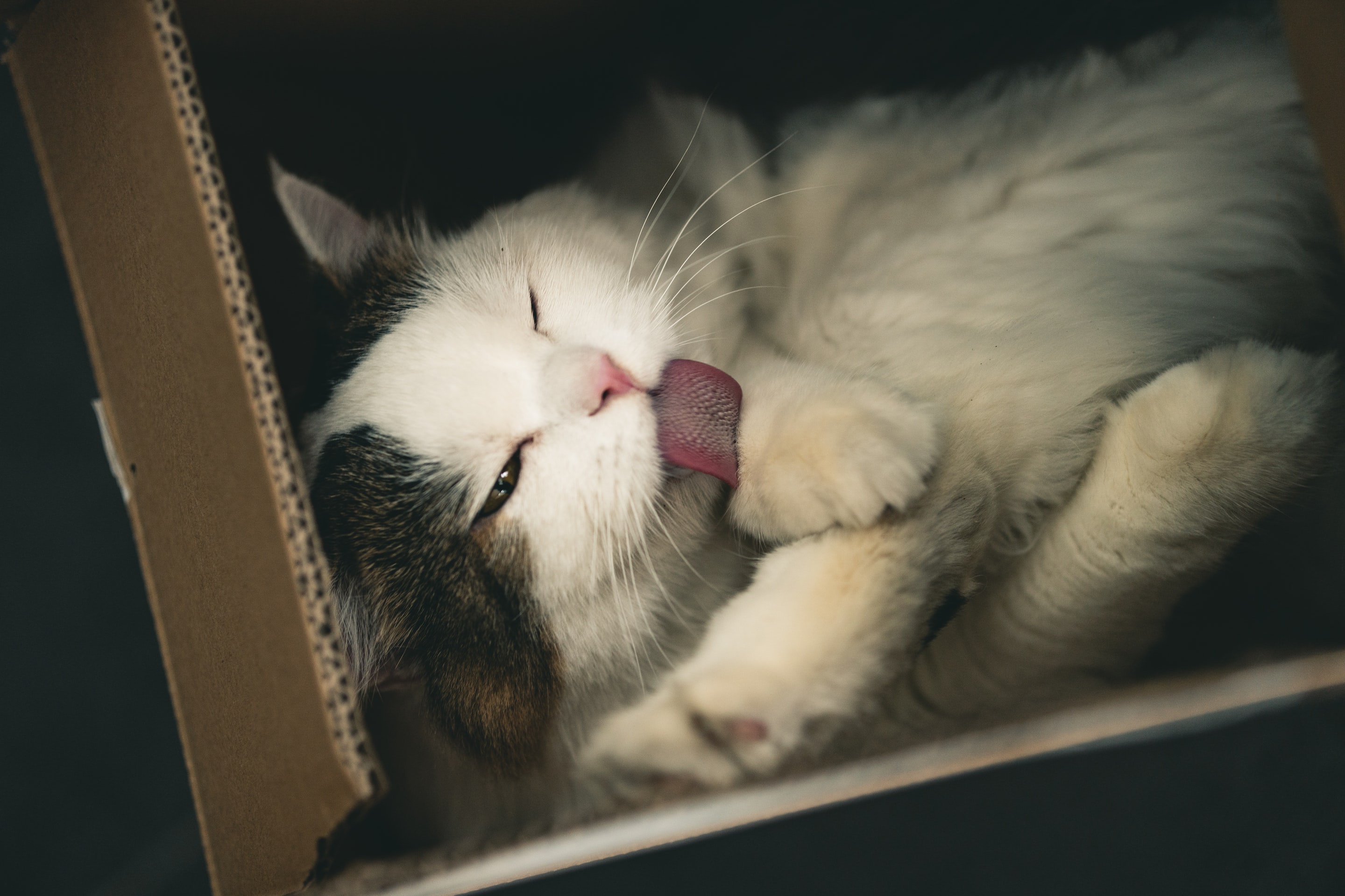 Cat licking its paw in a cardboard box HD Wallpaper
