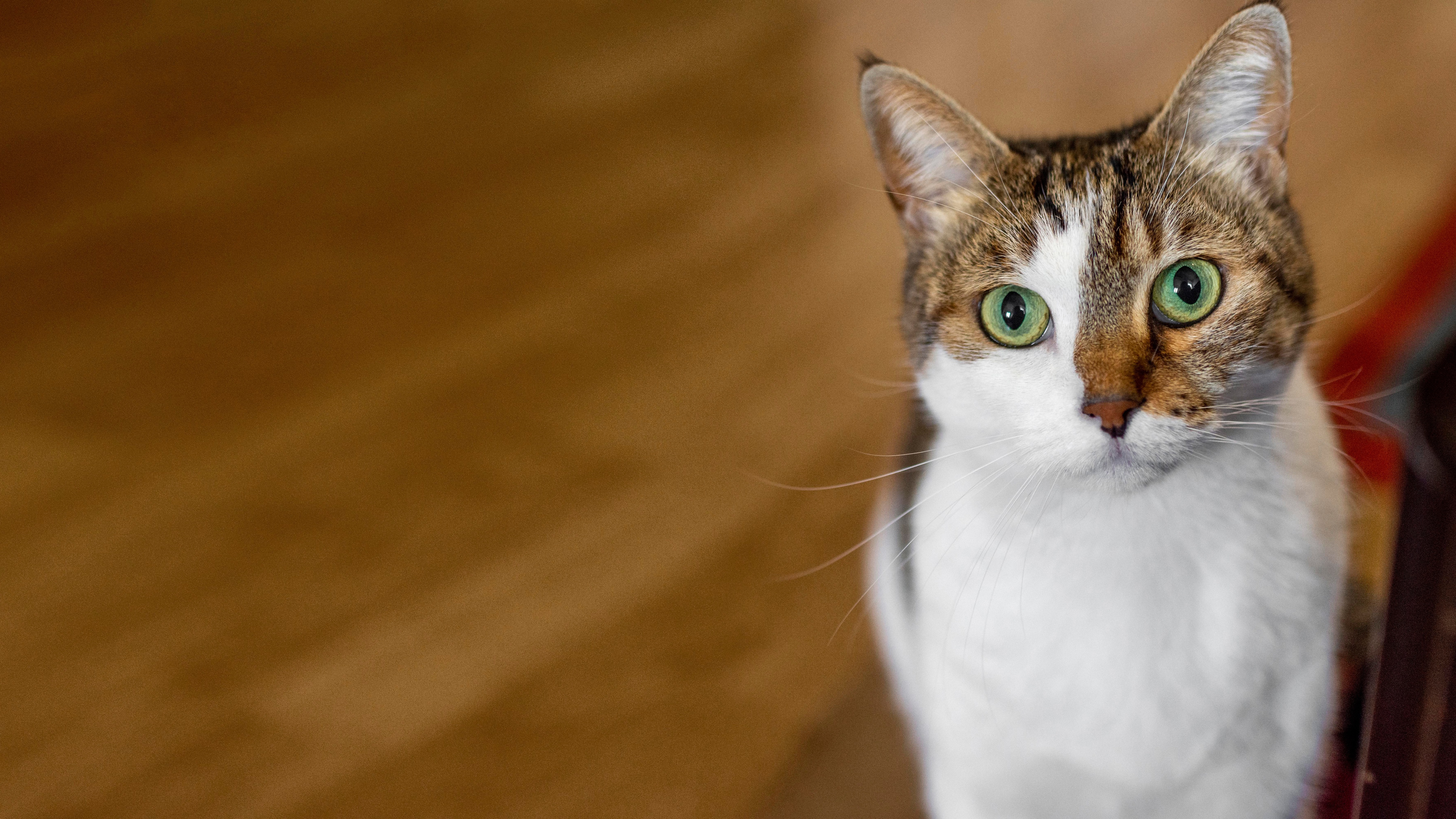 Cat 4K HD Wallpaper