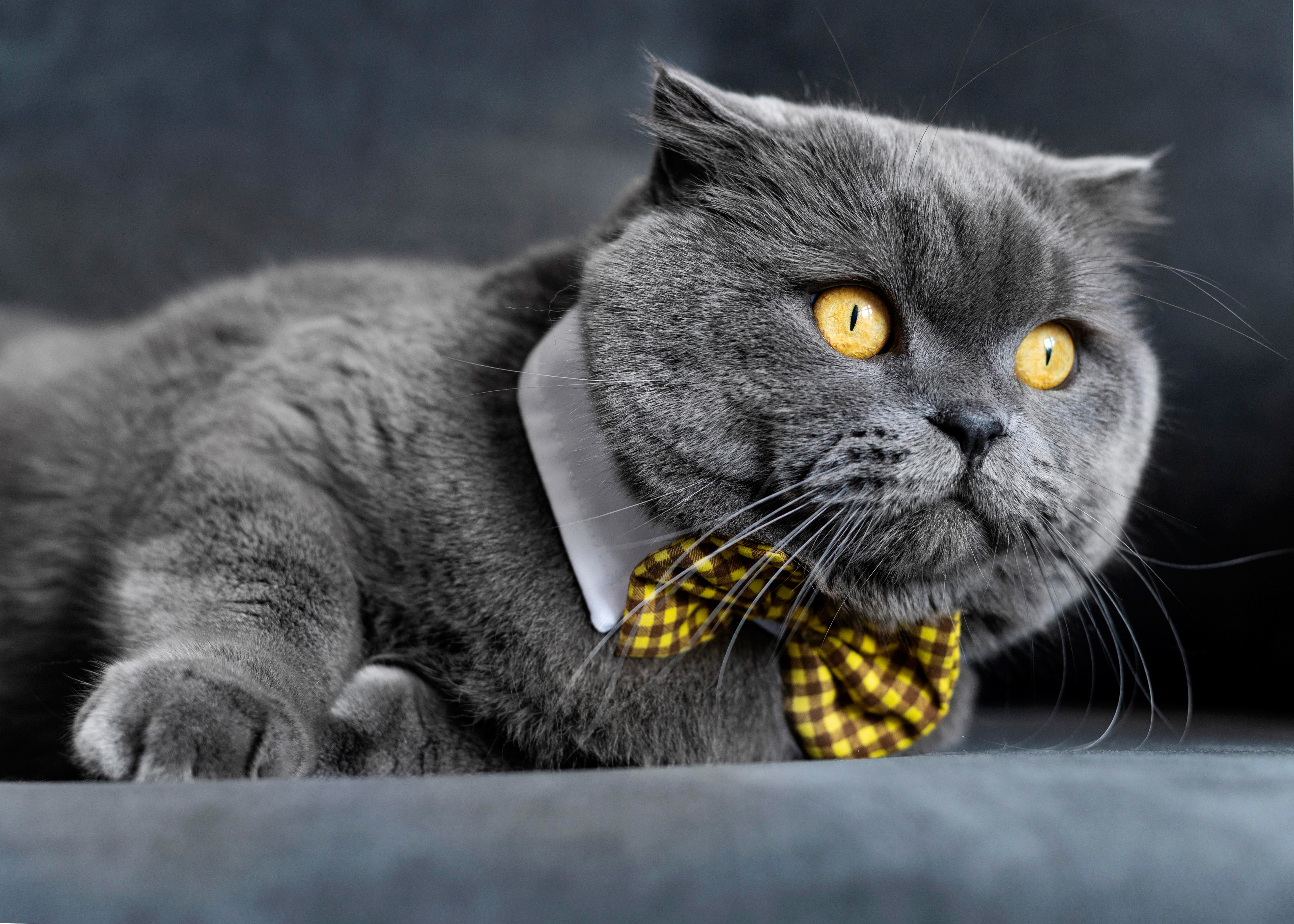 Grey Scottish Fold cat with yellow bow tie HD Wallpaper