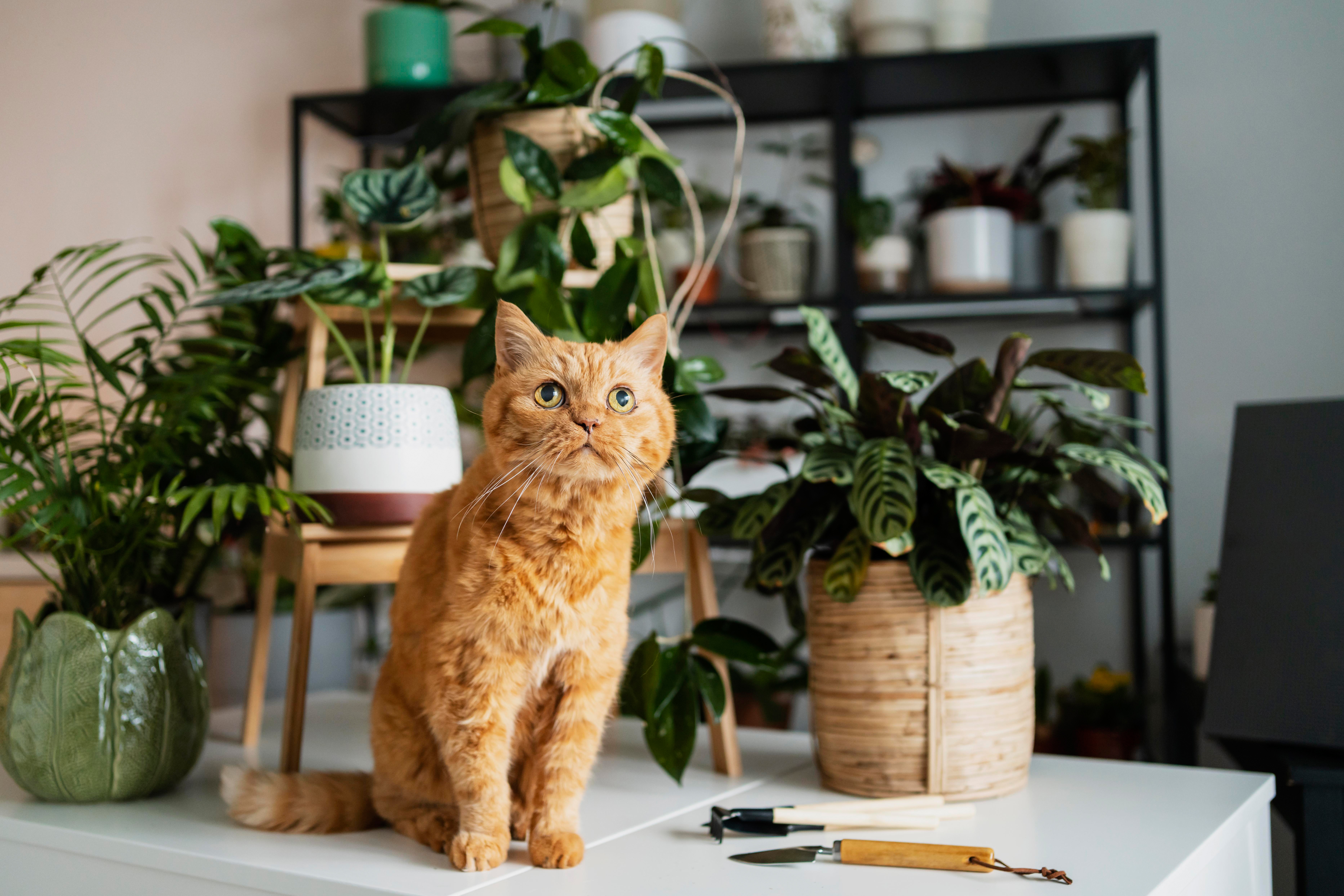 Orange cat sitting among houseplants HD Wallpaper
