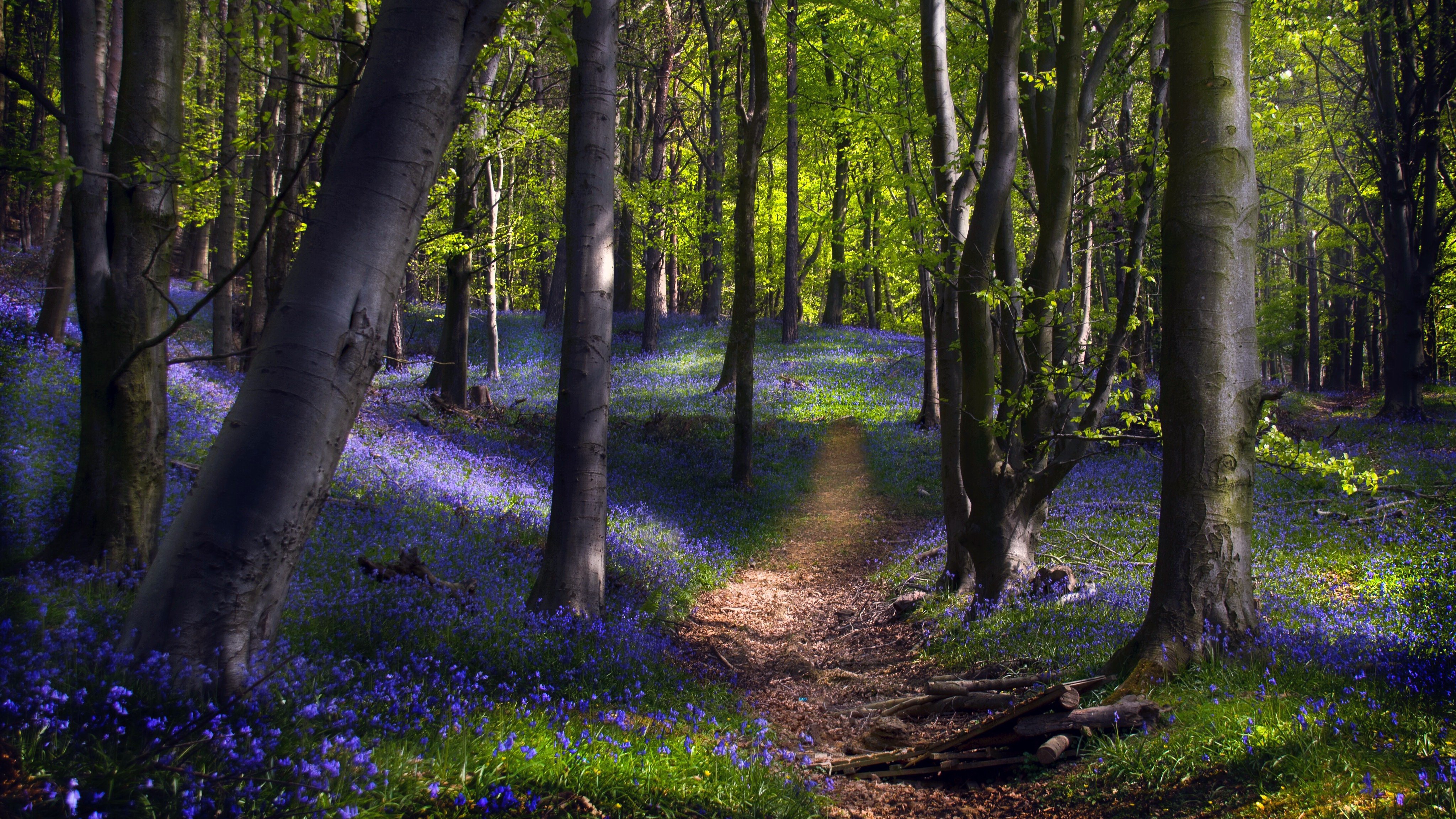 Forest path with bluebells in 4K HD Wallpaper