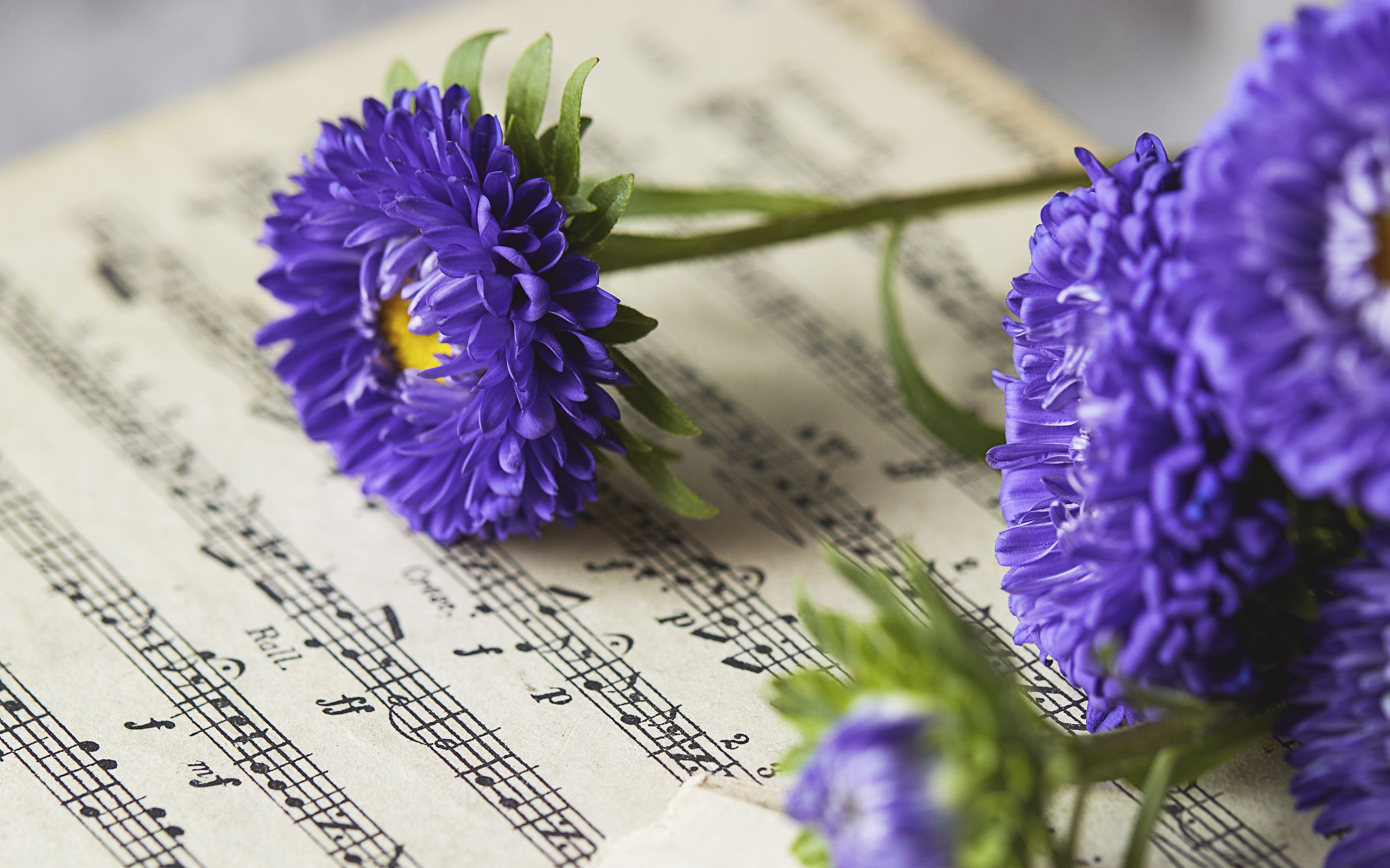 Purple asters on sheet music HD Wallpaper