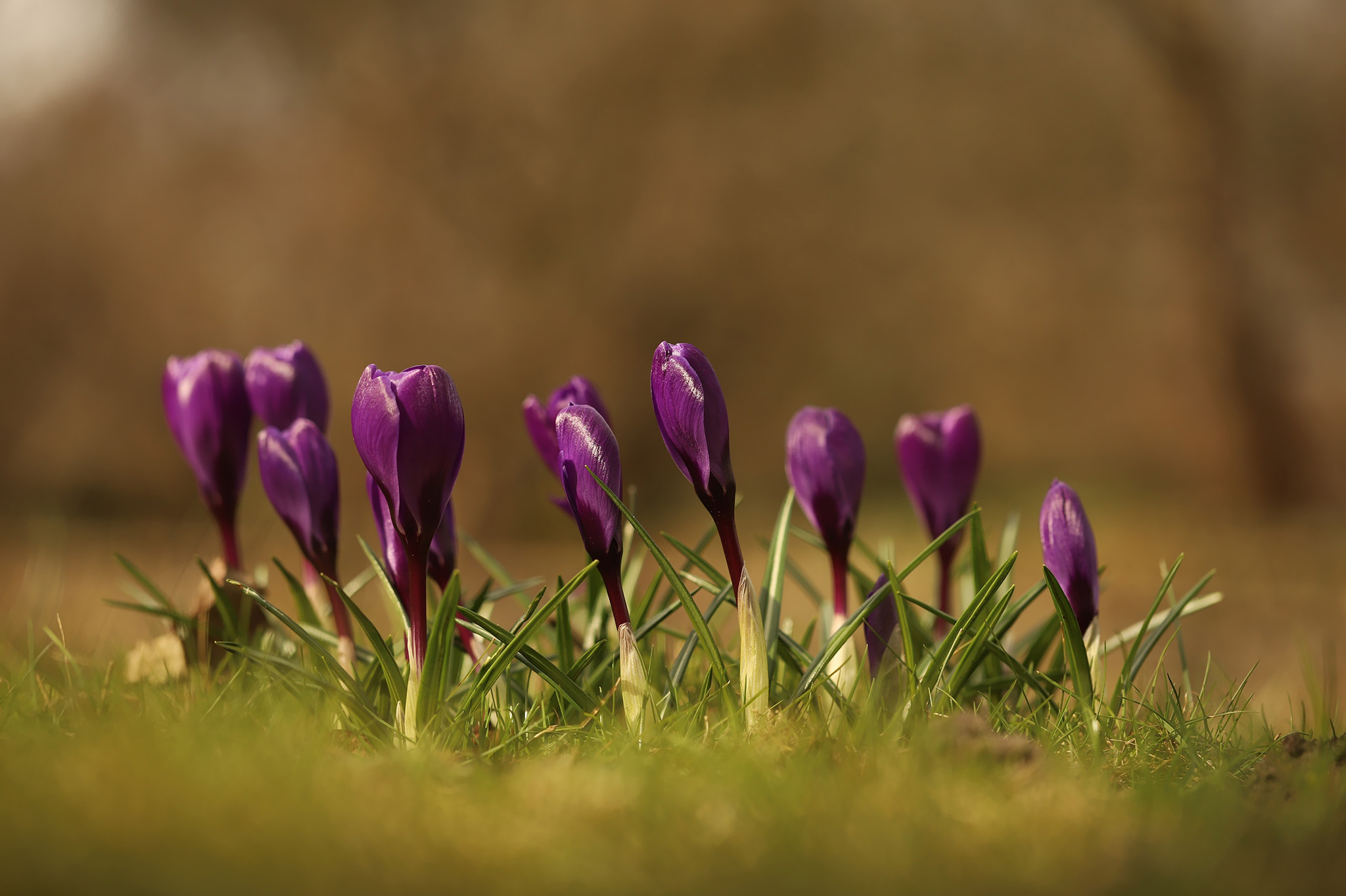 Purple crocus flowers blooming in green grass HD Wallpaper