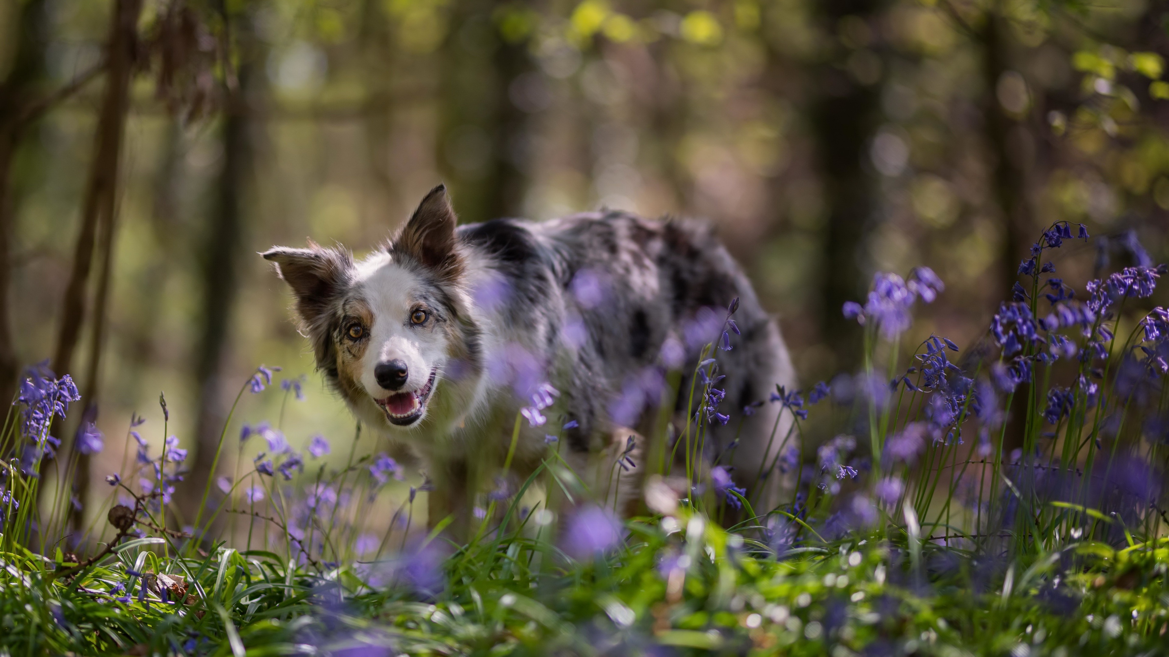 Border Collie dog in a forest with bluebells HD Wallpaper