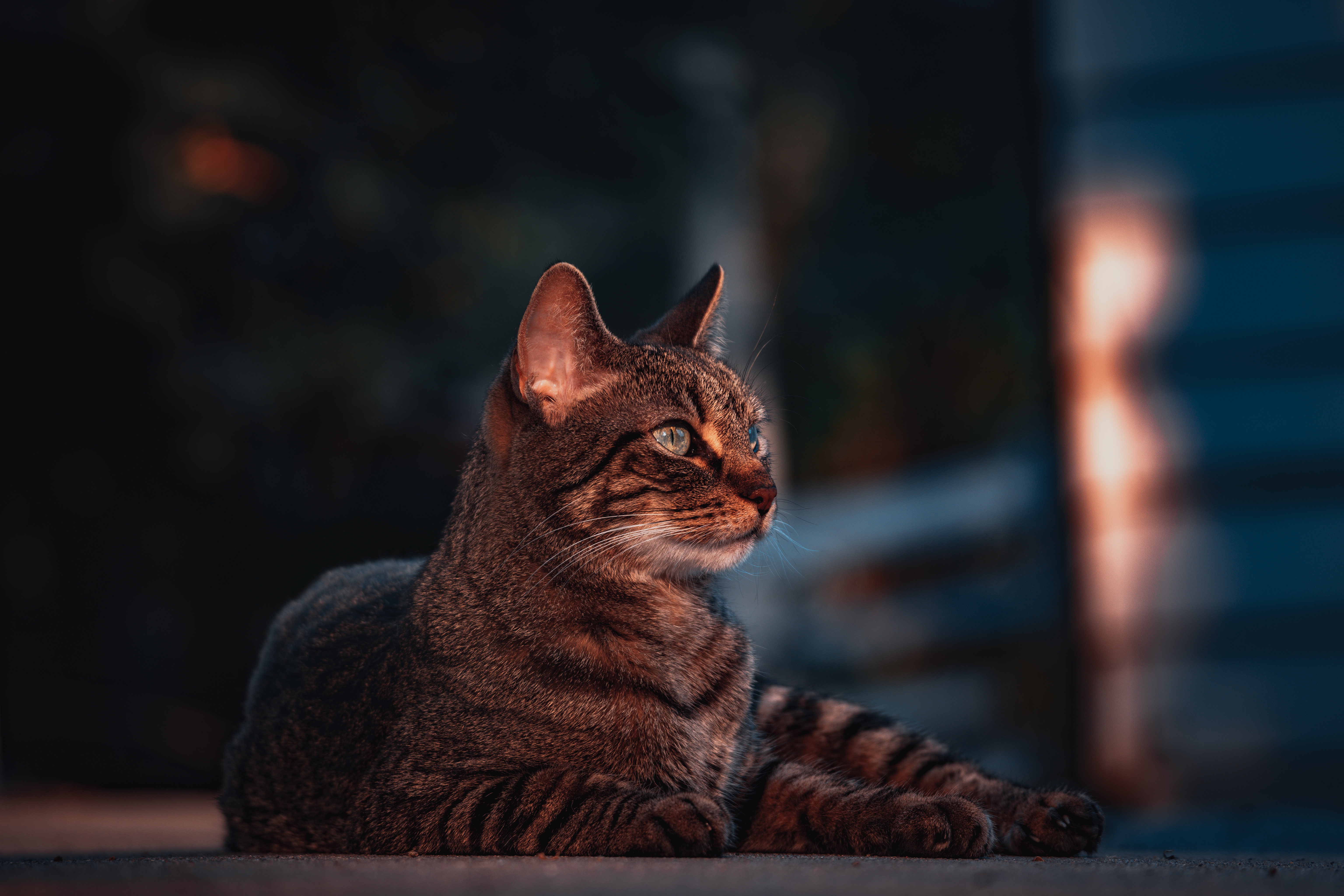 Tabby Cat with Depth of Field HD Wallpaper