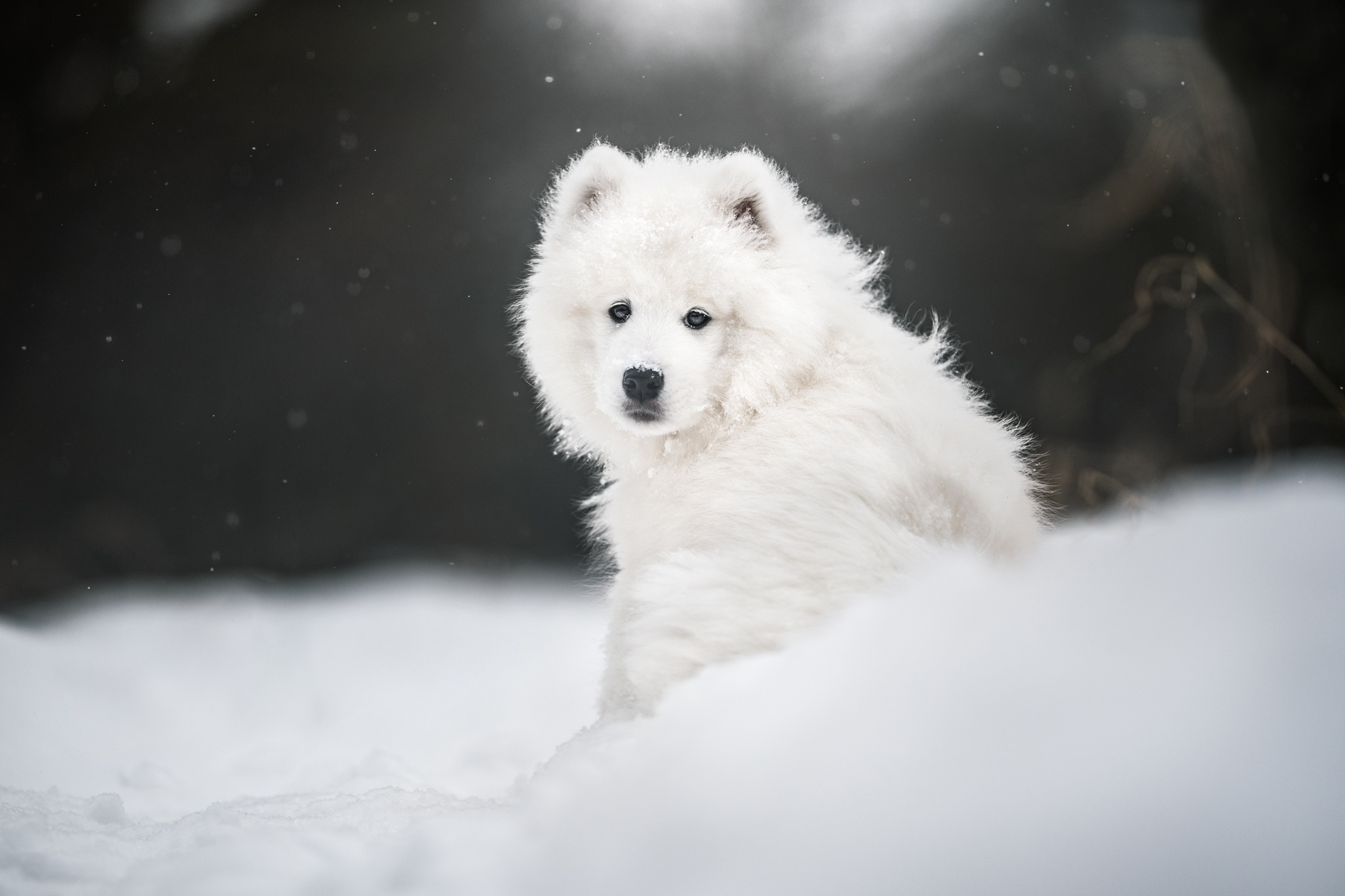 Samoyed puppy sitting in the snow HD Wallpaper