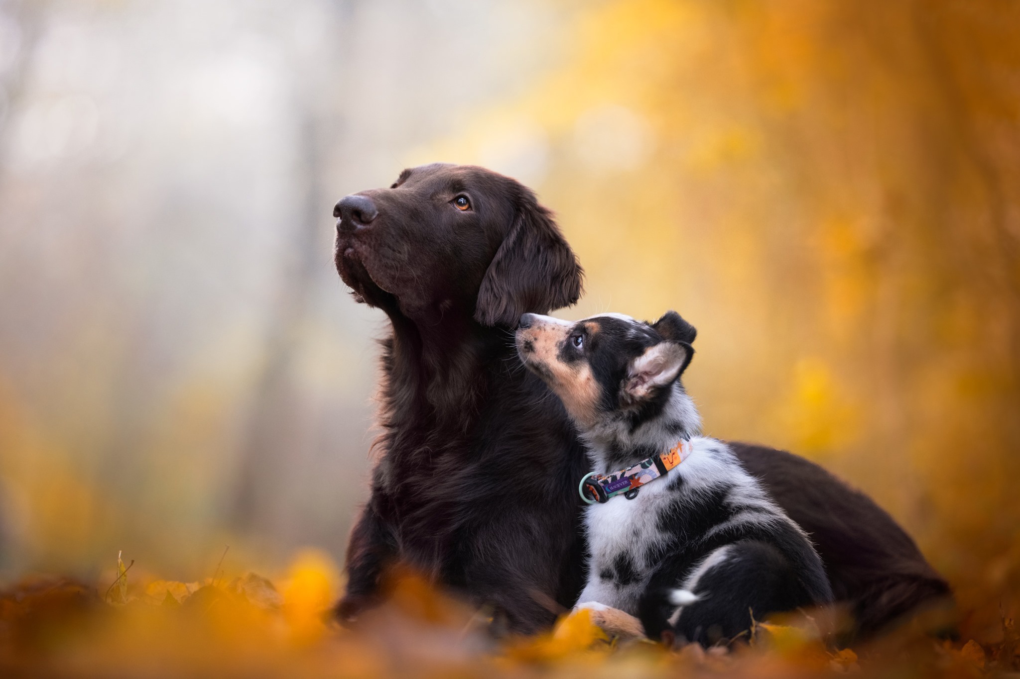 Two dogs in autumn foliage HD Wallpaper