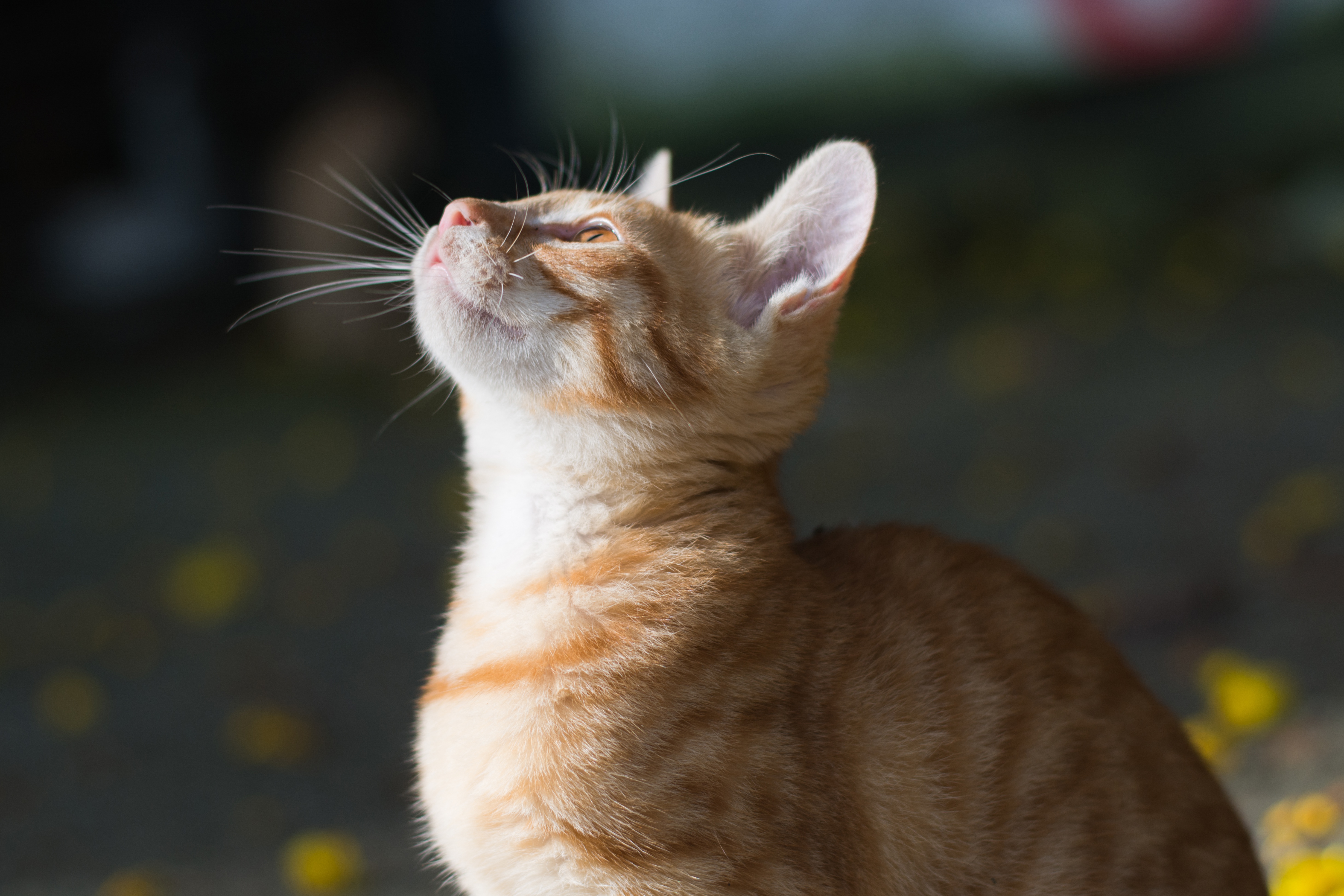 Orange tabby kitten looking up in sunlight HD Wallpaper