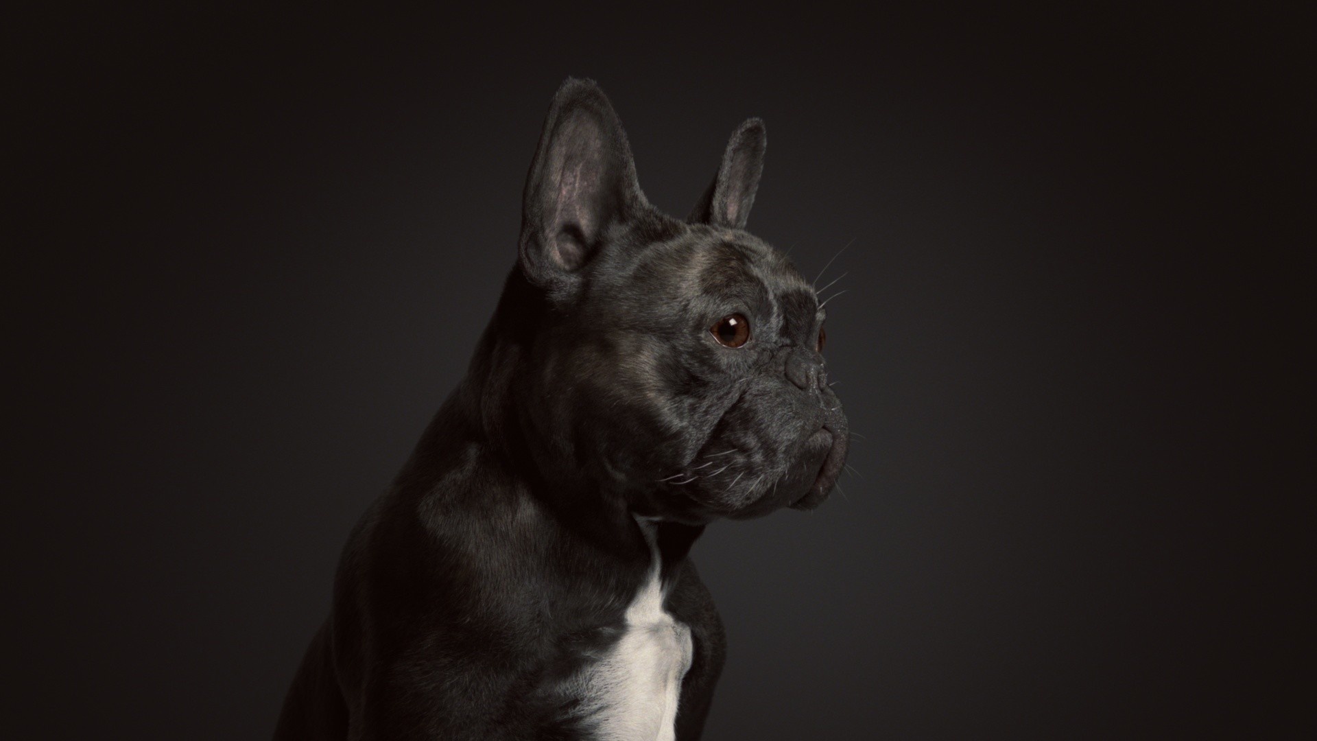 French Bulldog Portrait HD Wallpaper