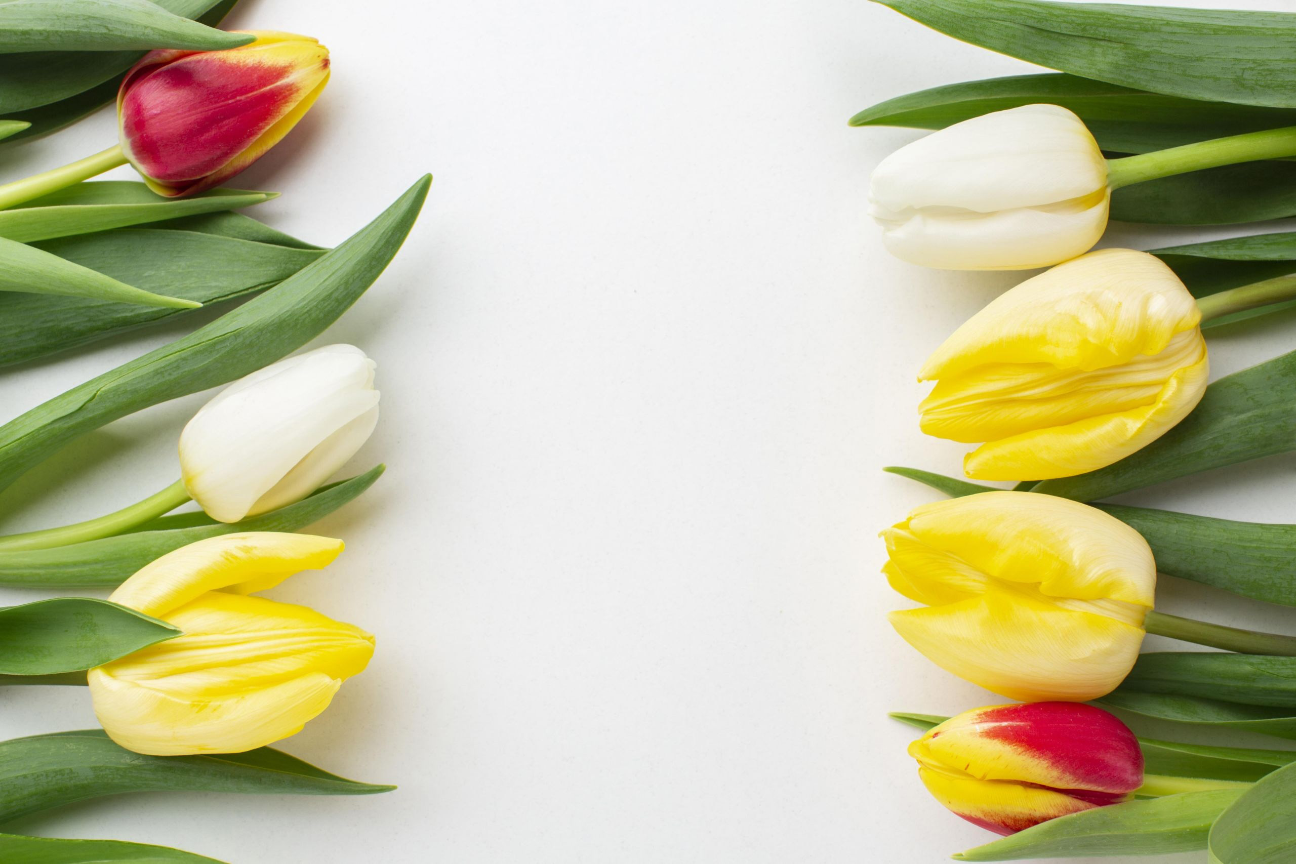 Red, yellow, and white tulips on a white background HD Wallpaper