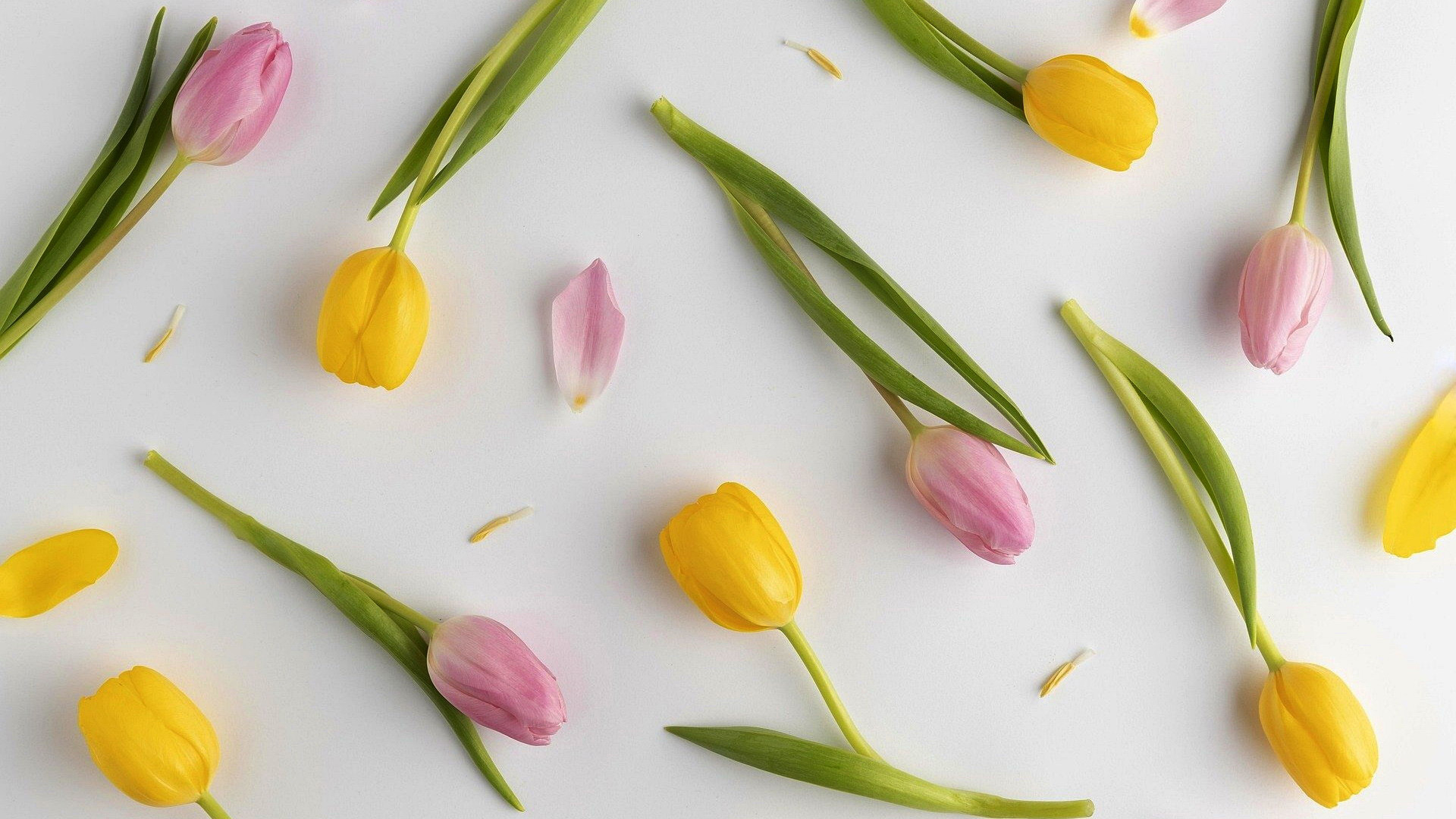 Pink and yellow tulips scattered on a white surface HD Wallpaper