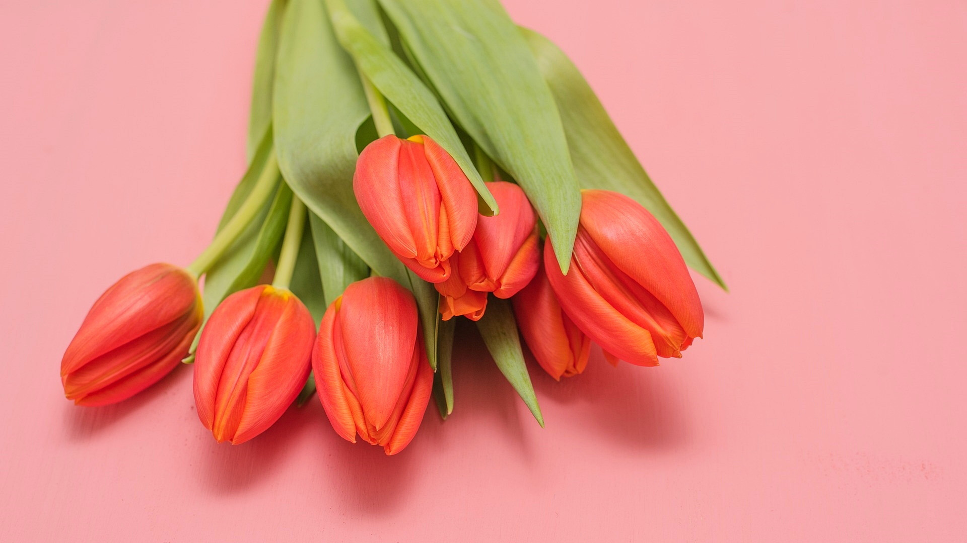 Red Tulips on a Pink Background HD Wallpaper