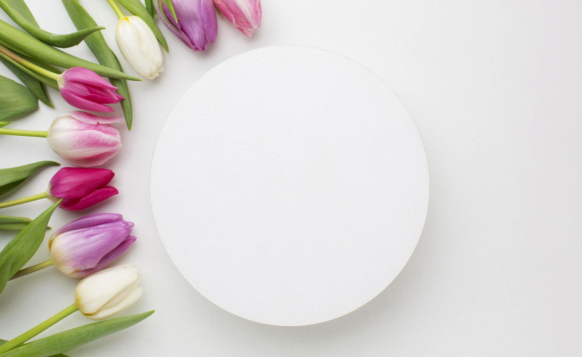 Pink, purple, and white tulips arranged next to a white circle HD Wallpaper