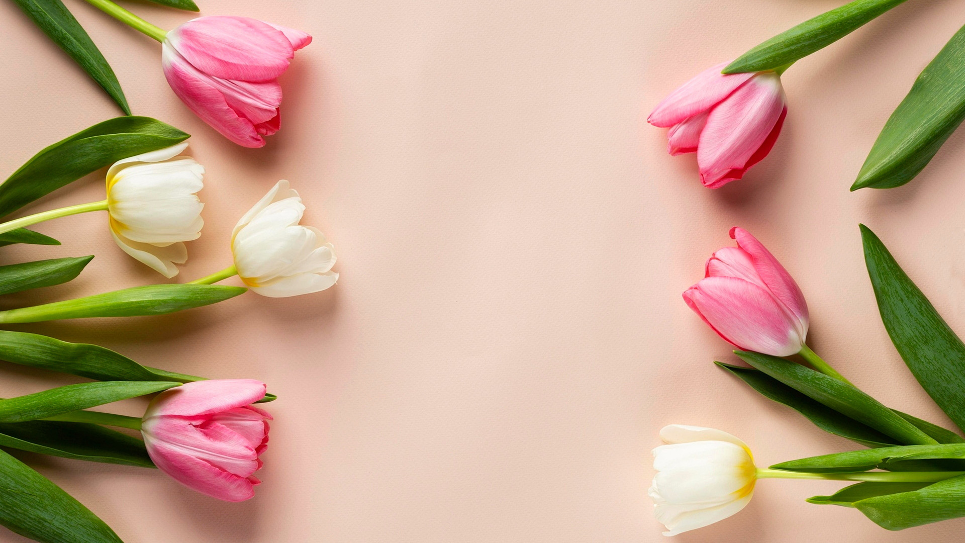 Pink and white tulips on a peach background HD Wallpaper