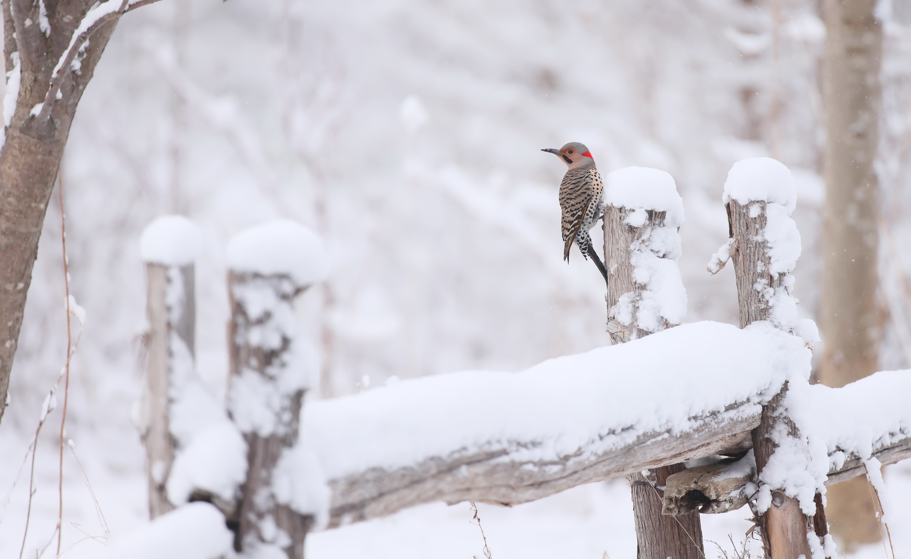 Northern Flicker in Snowy Winter Landscape HD Wallpaper