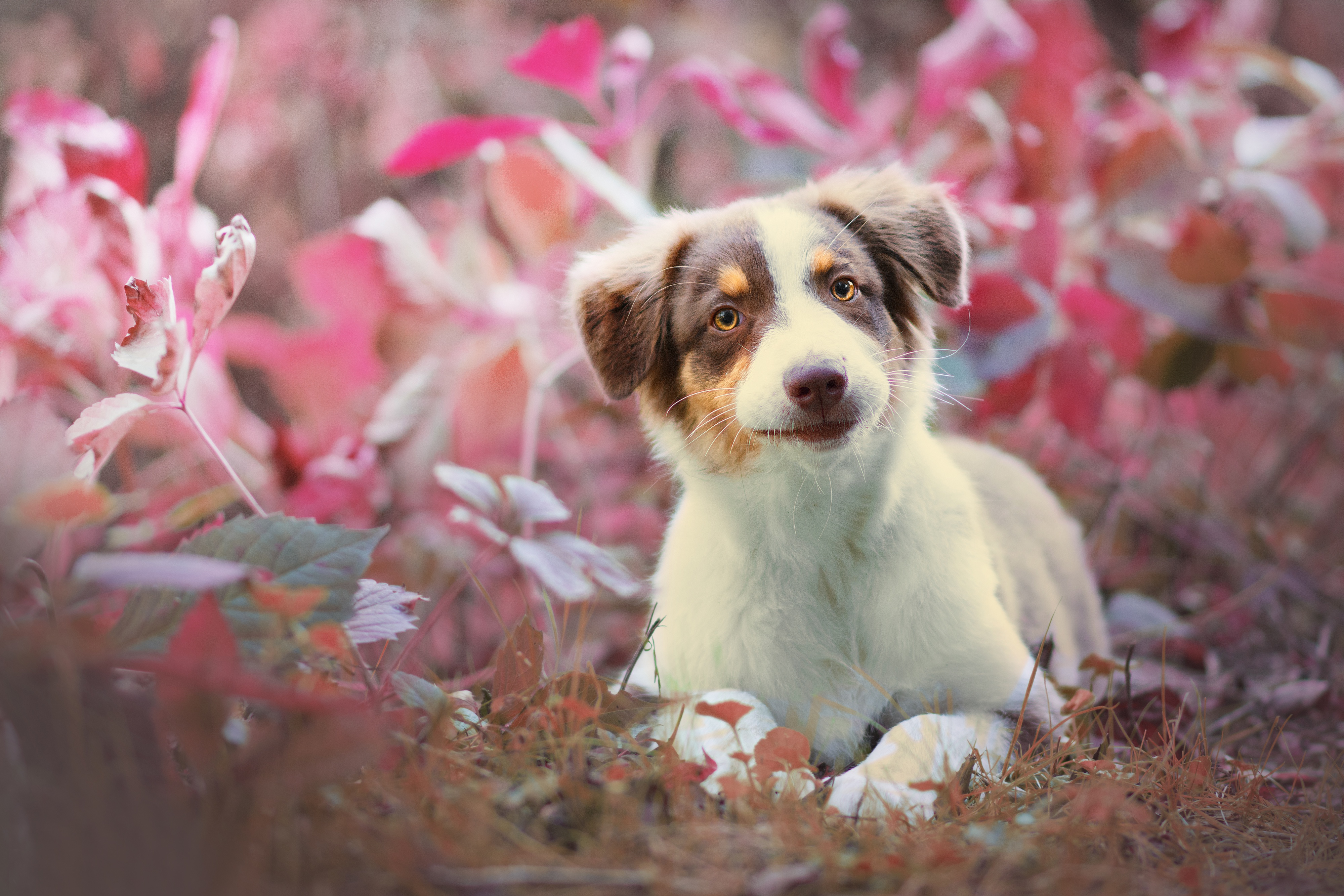 Australian Shepherd puppy in pink foliage HD Wallpaper