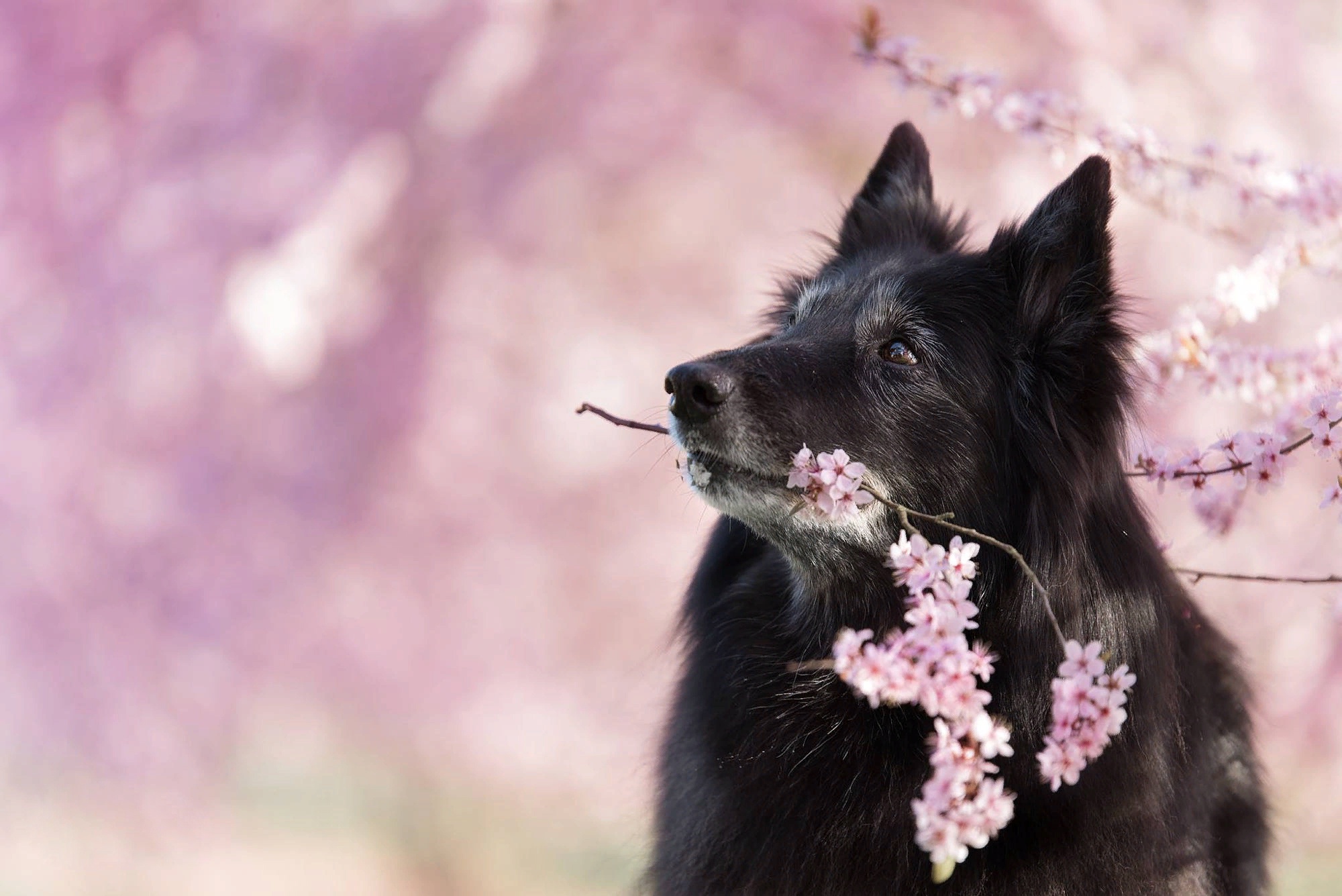 Black Belgian Shepherd Dog with Pink Flowers HD Wallpaper