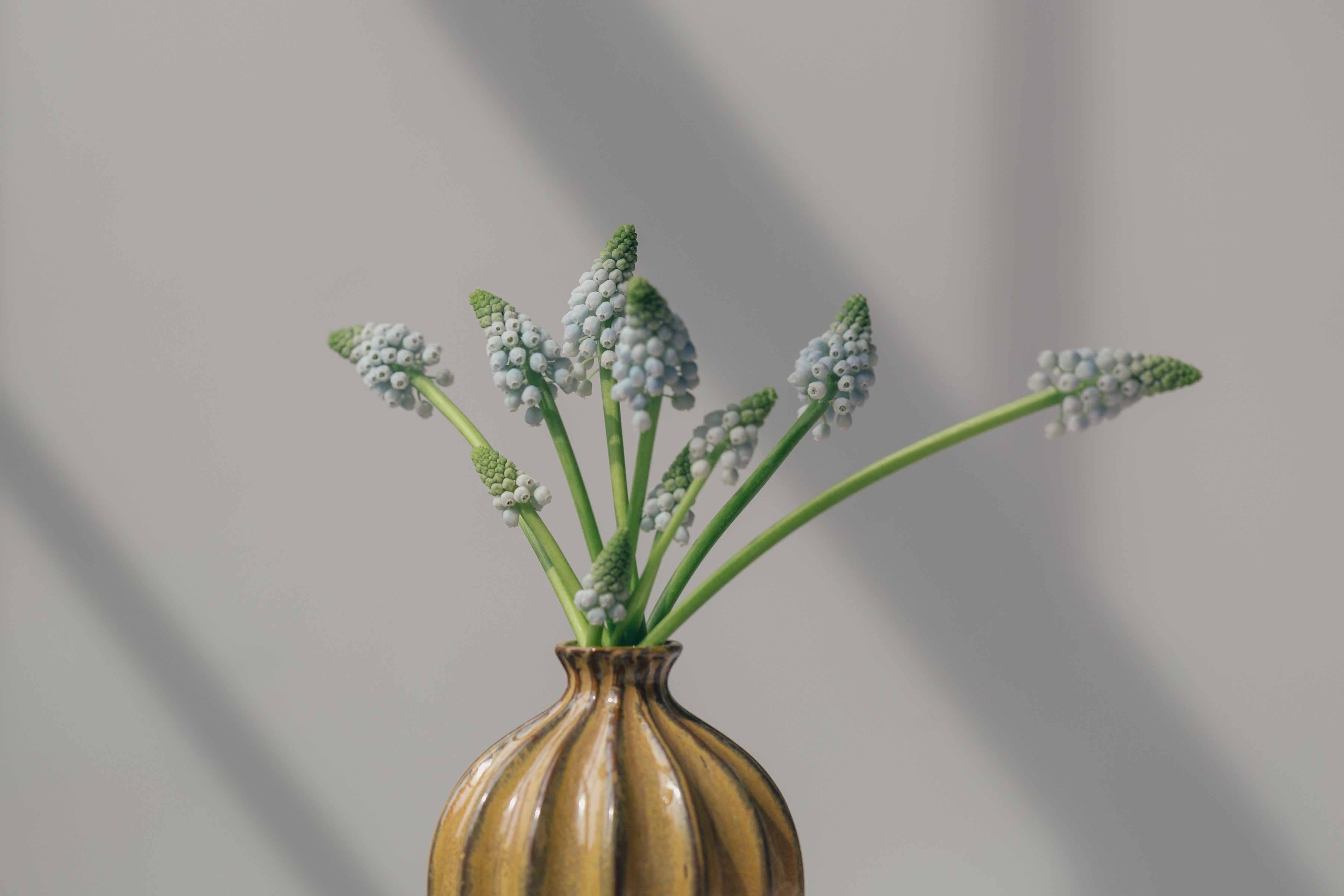 Grape Hyacinths in a Yellow Vase HD Wallpaper