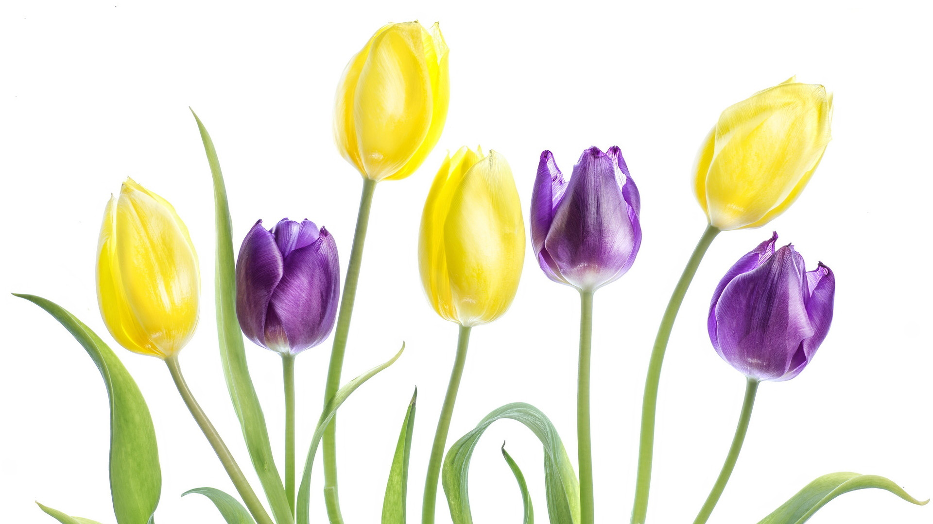 Yellow and purple tulips on a white background HD Wallpaper