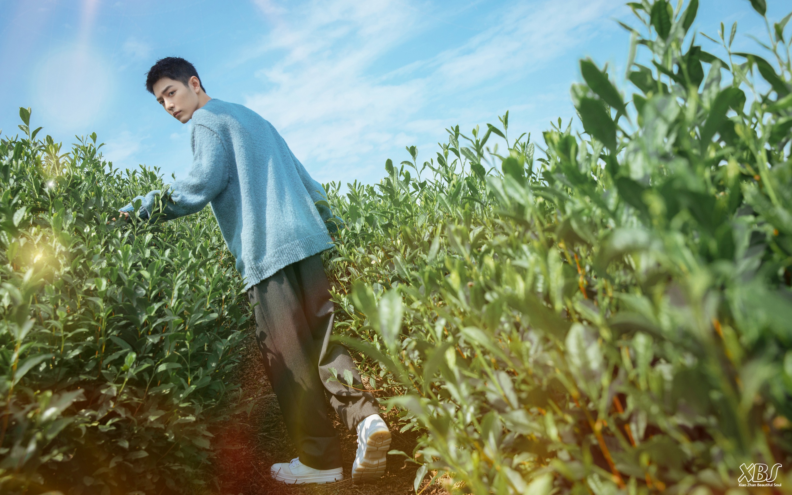 Xiao Zhan in a tea field under the sky HD Wallpaper