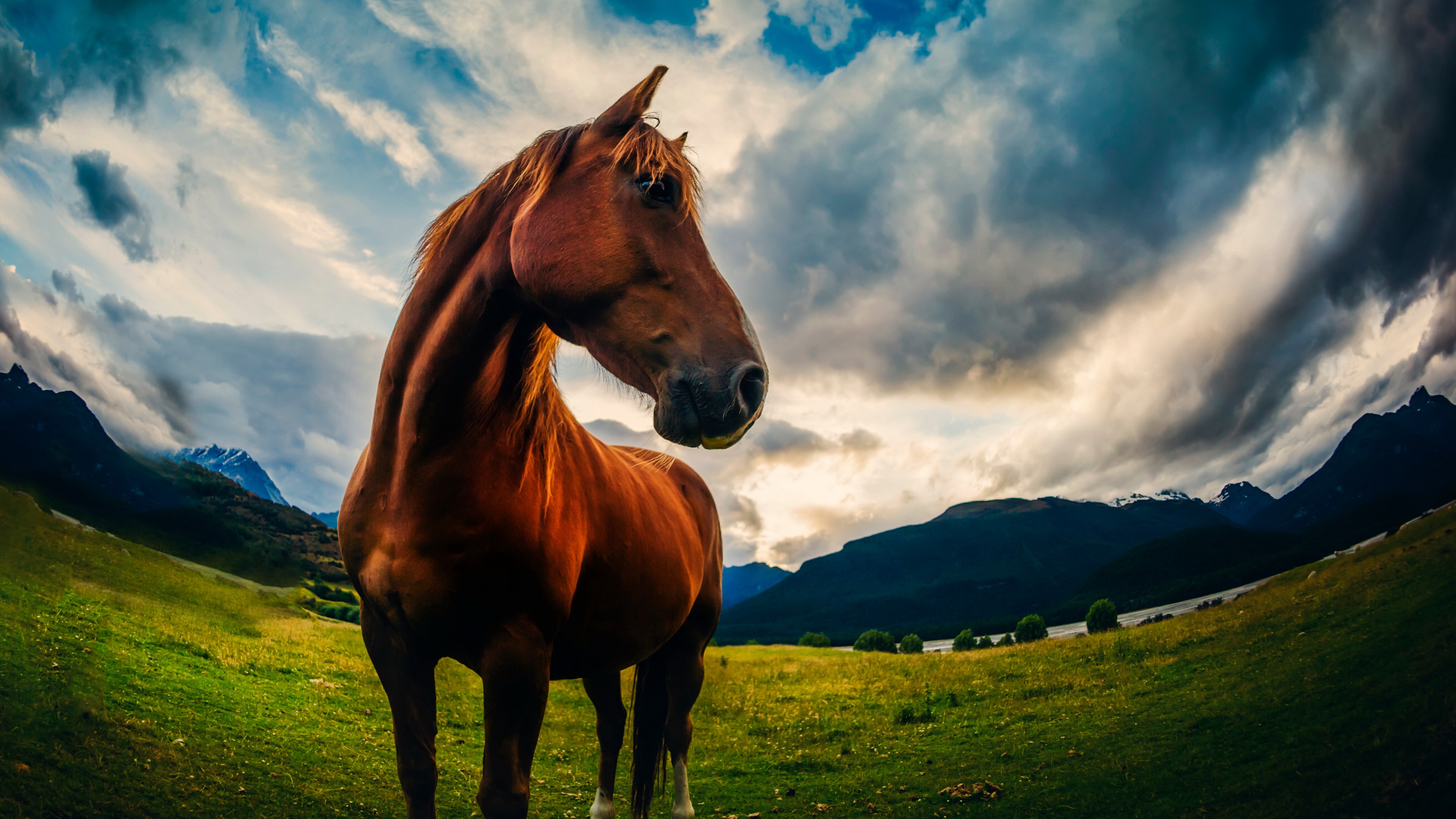 Brown horse in a grassy field with mountains and clouds HD Wallpaper