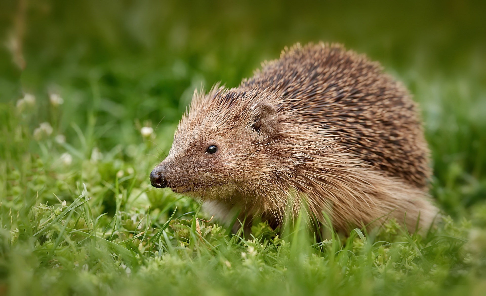 Hedgehog in green grass HD Wallpaper