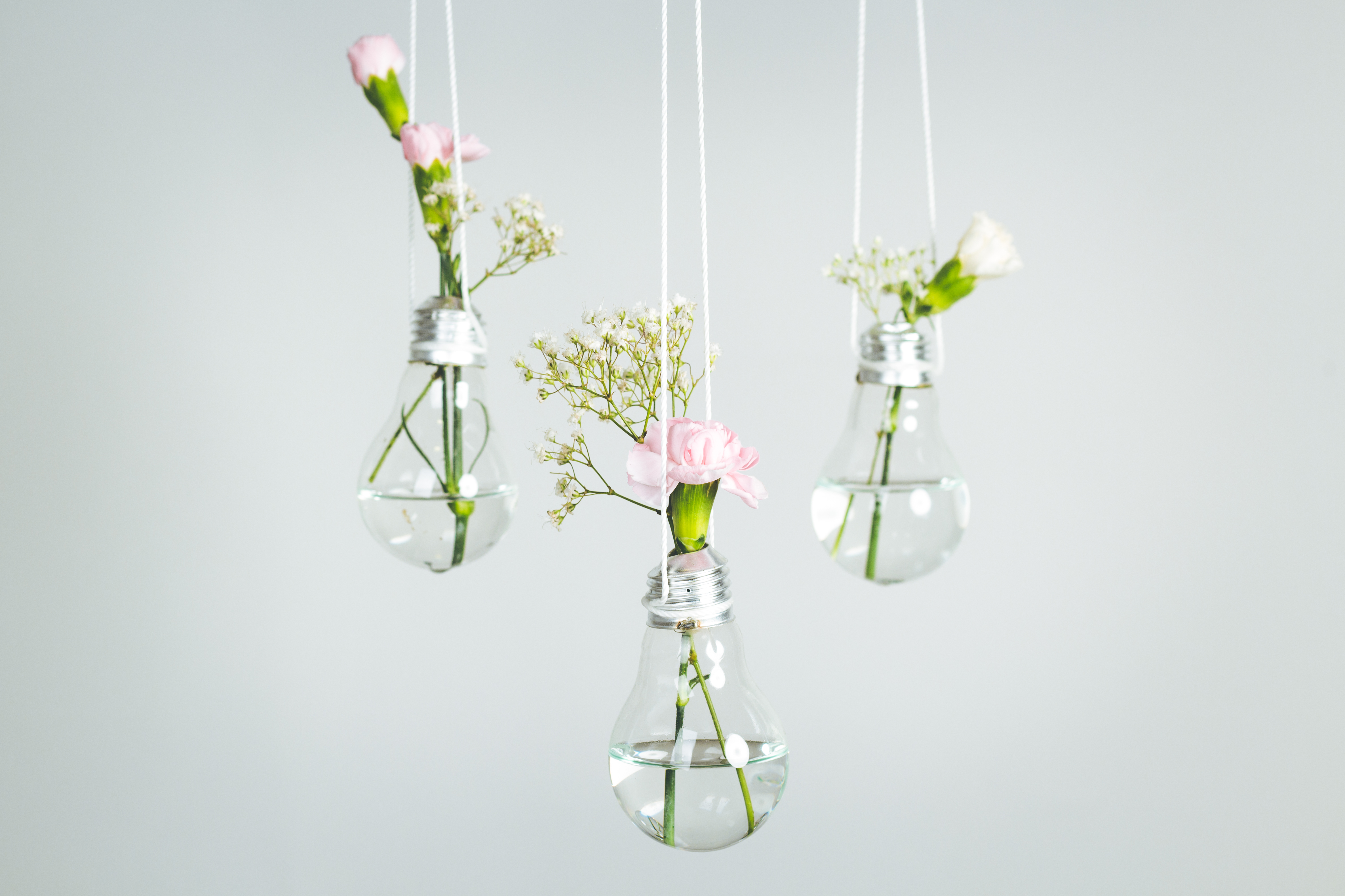 Three hanging lightbulb vases with flowers HD Wallpaper