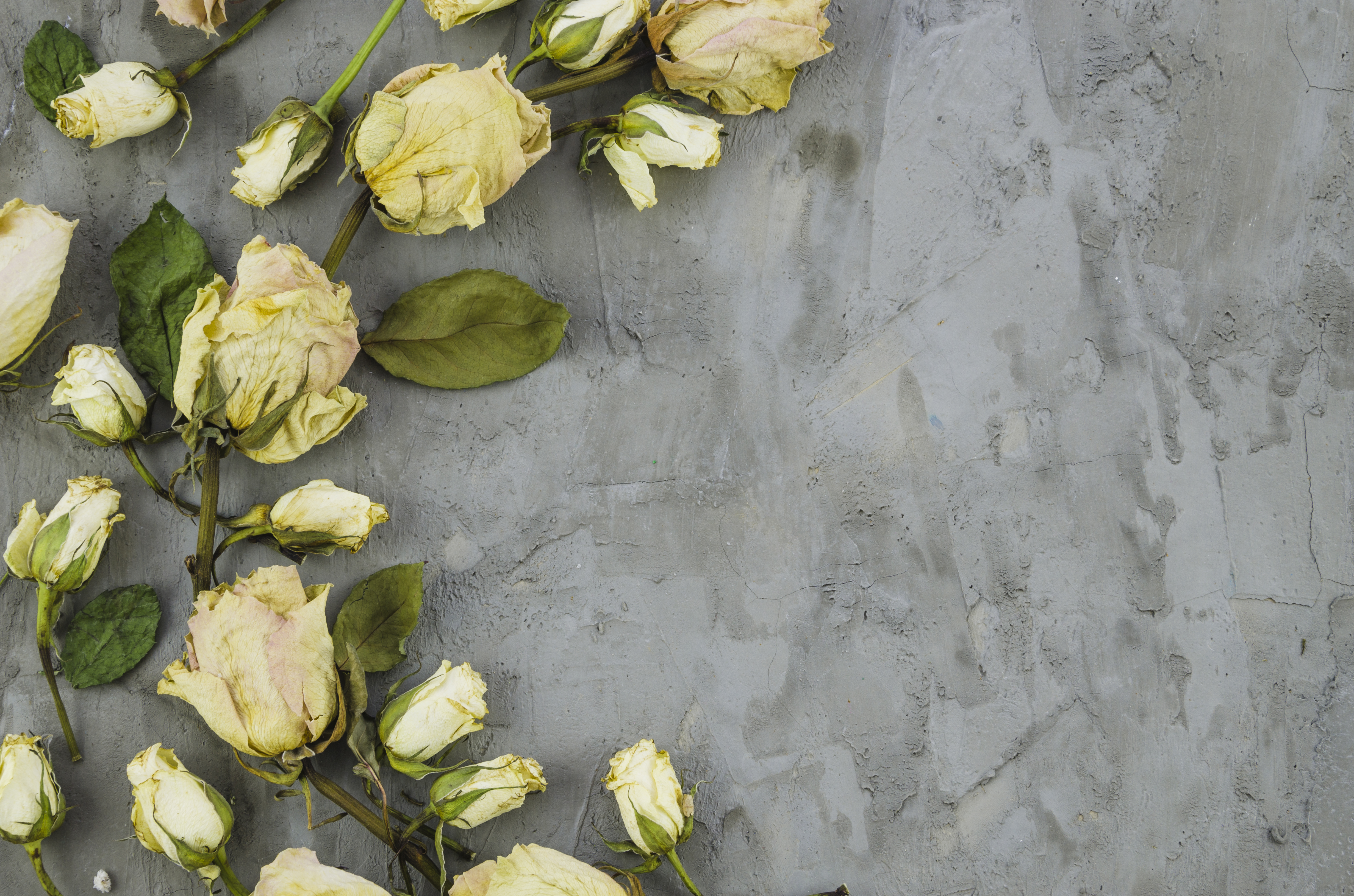 Dried yellow roses on a gray textured background HD Wallpaper