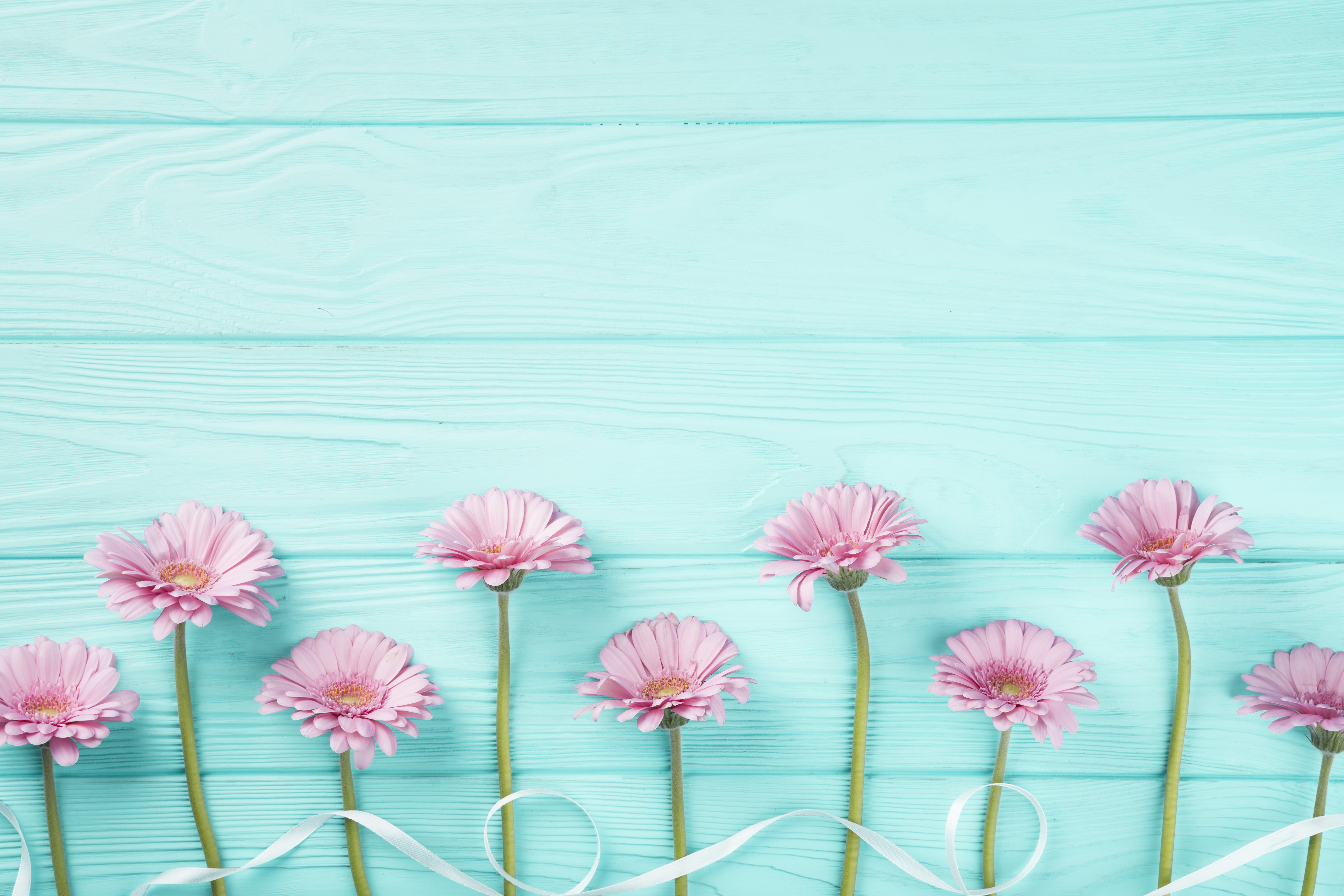 Pink Gerbera Daisies with White Ribbon on Teal Wood HD Wallpaper