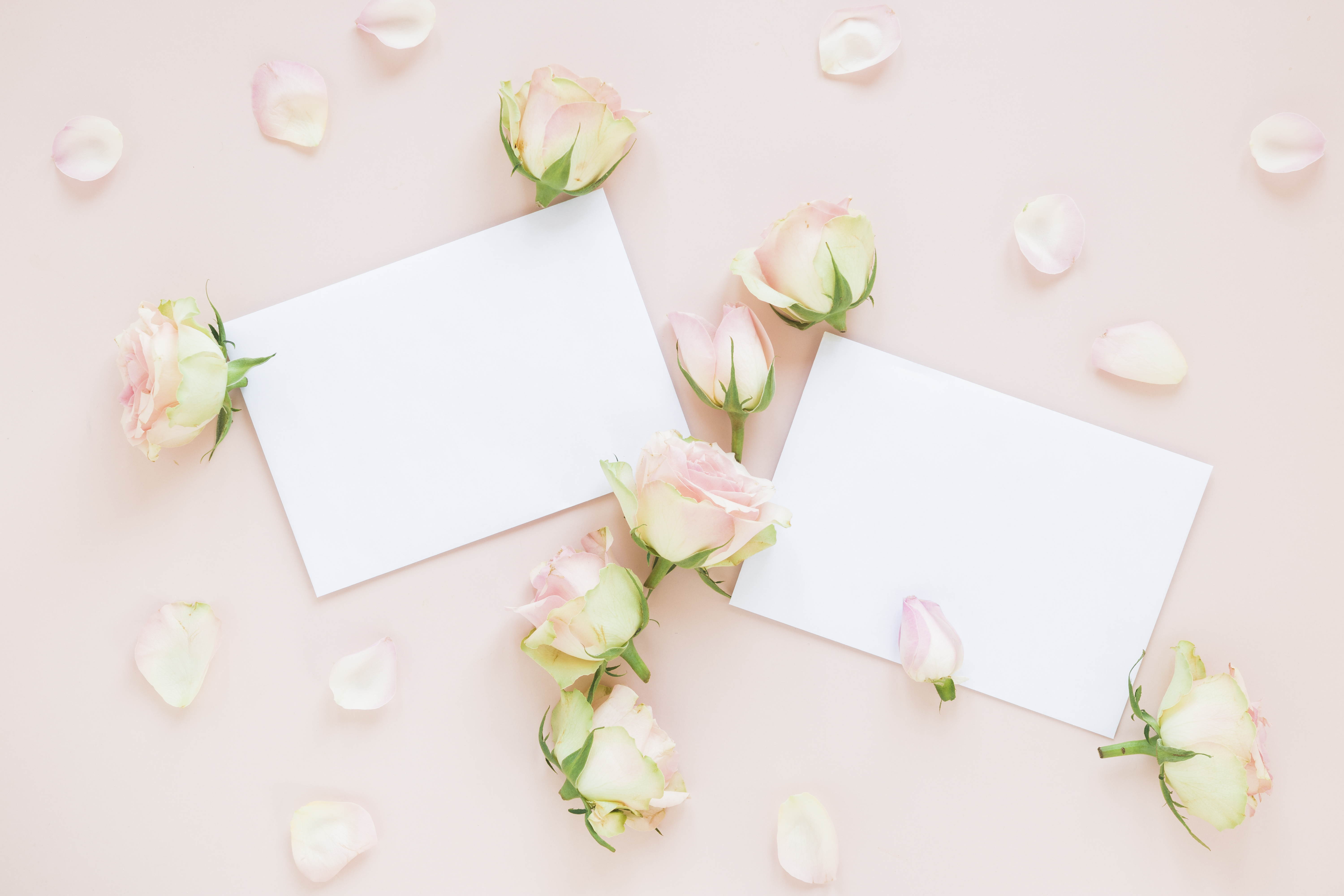 Pink Roses and White Cards HD Wallpaper