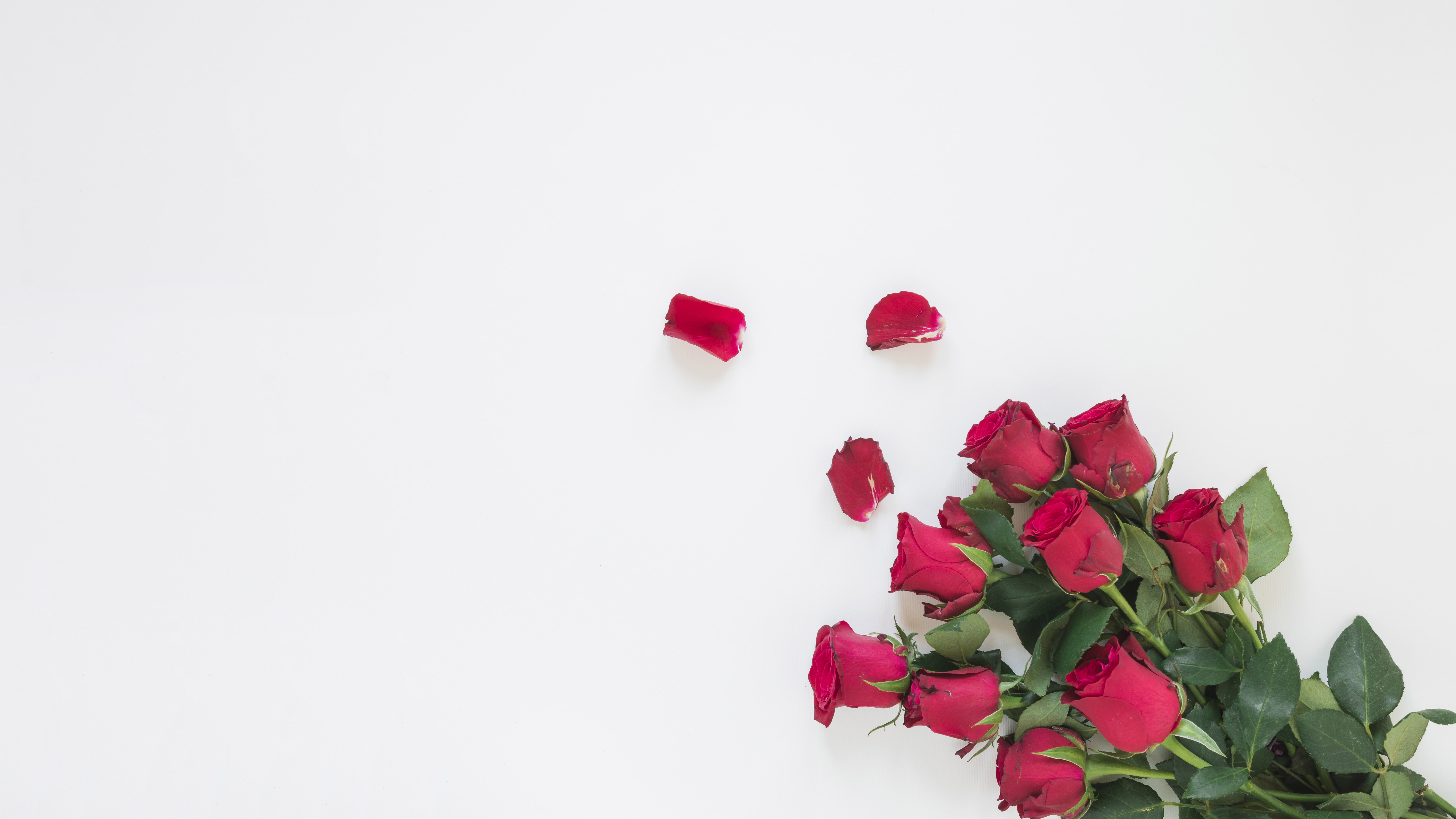 Red Roses and Petals on White Background HD Wallpaper