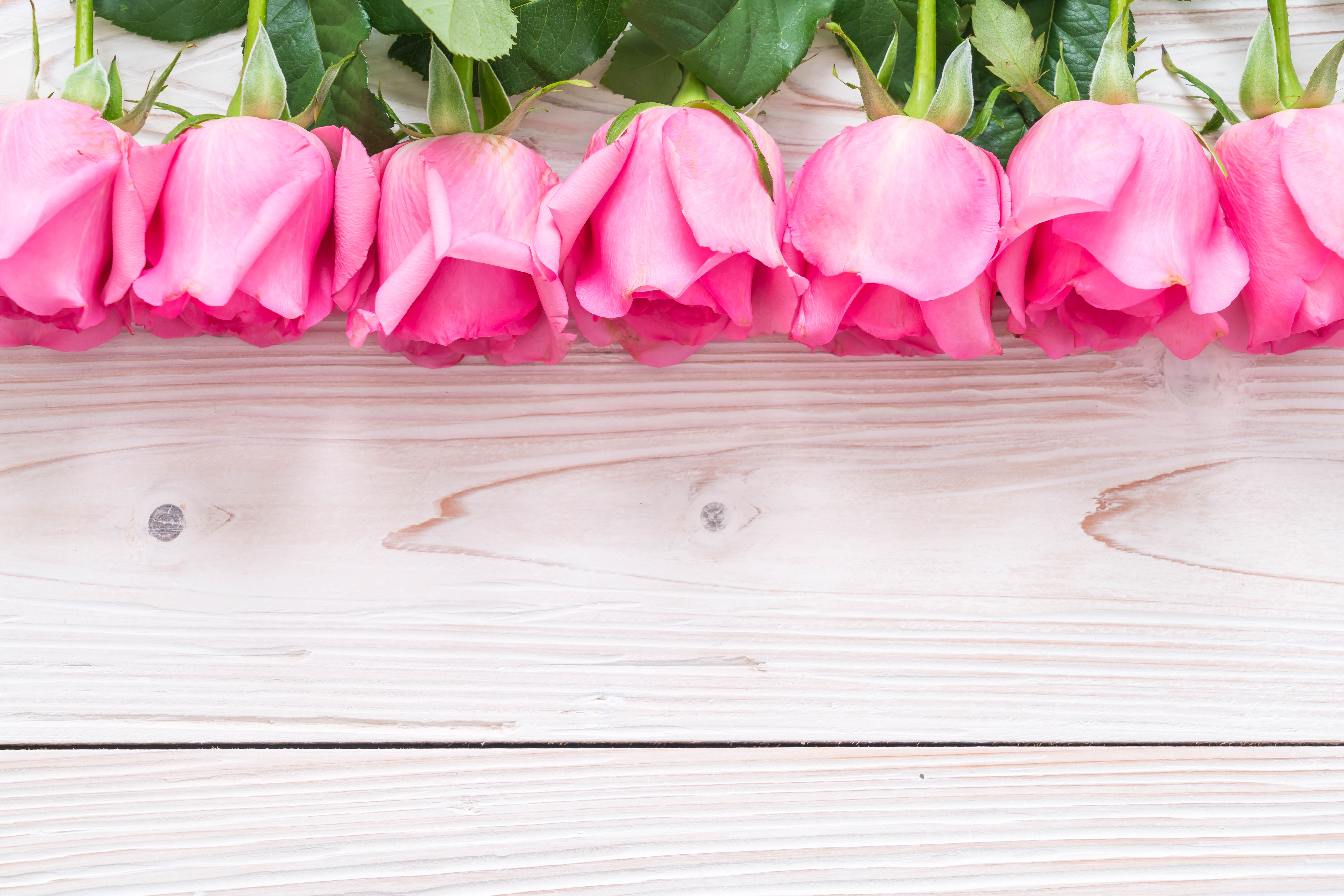 Pink Roses on a Wooden Surface HD Wallpaper