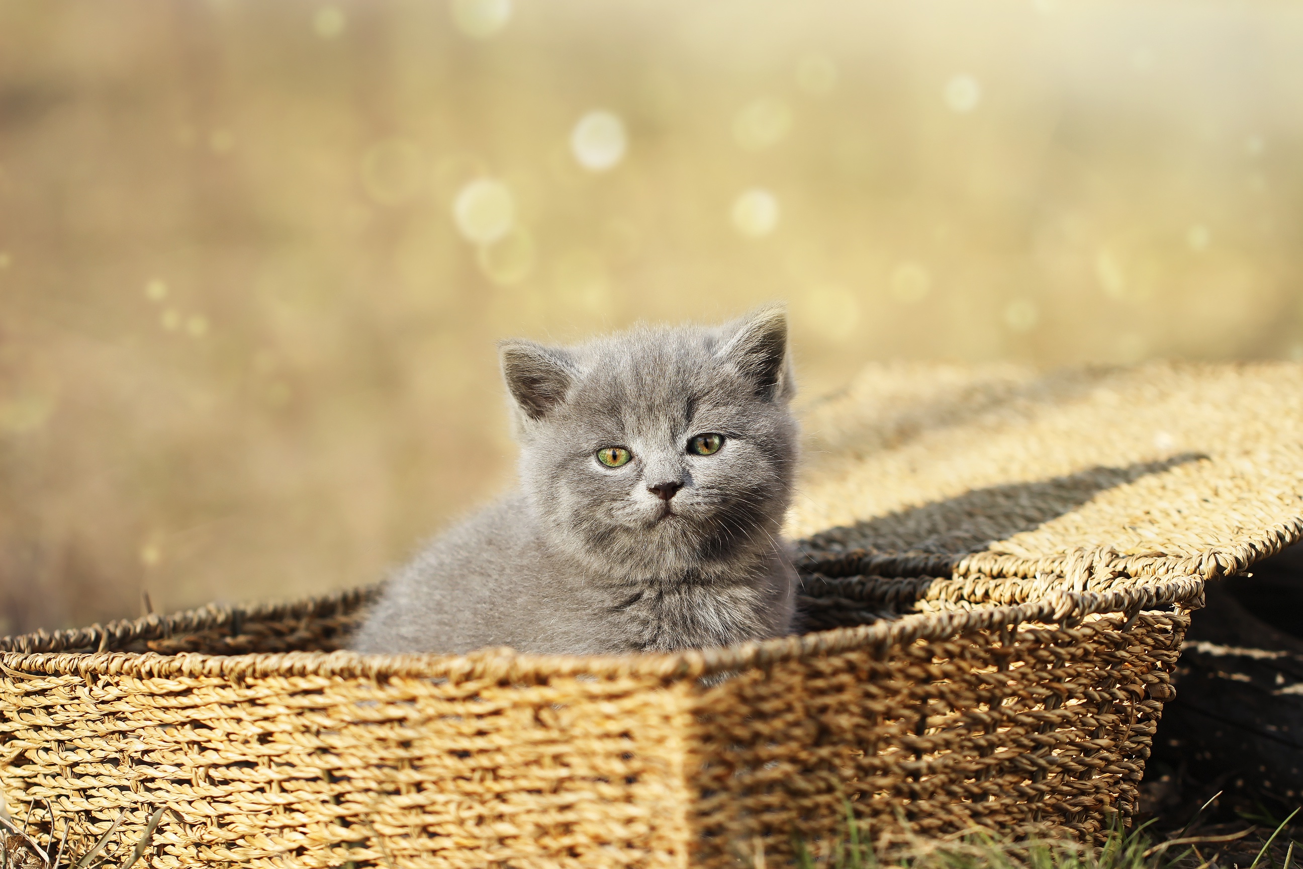 A fluffy grey kitten sits in a woven basket. HD Wallpaper