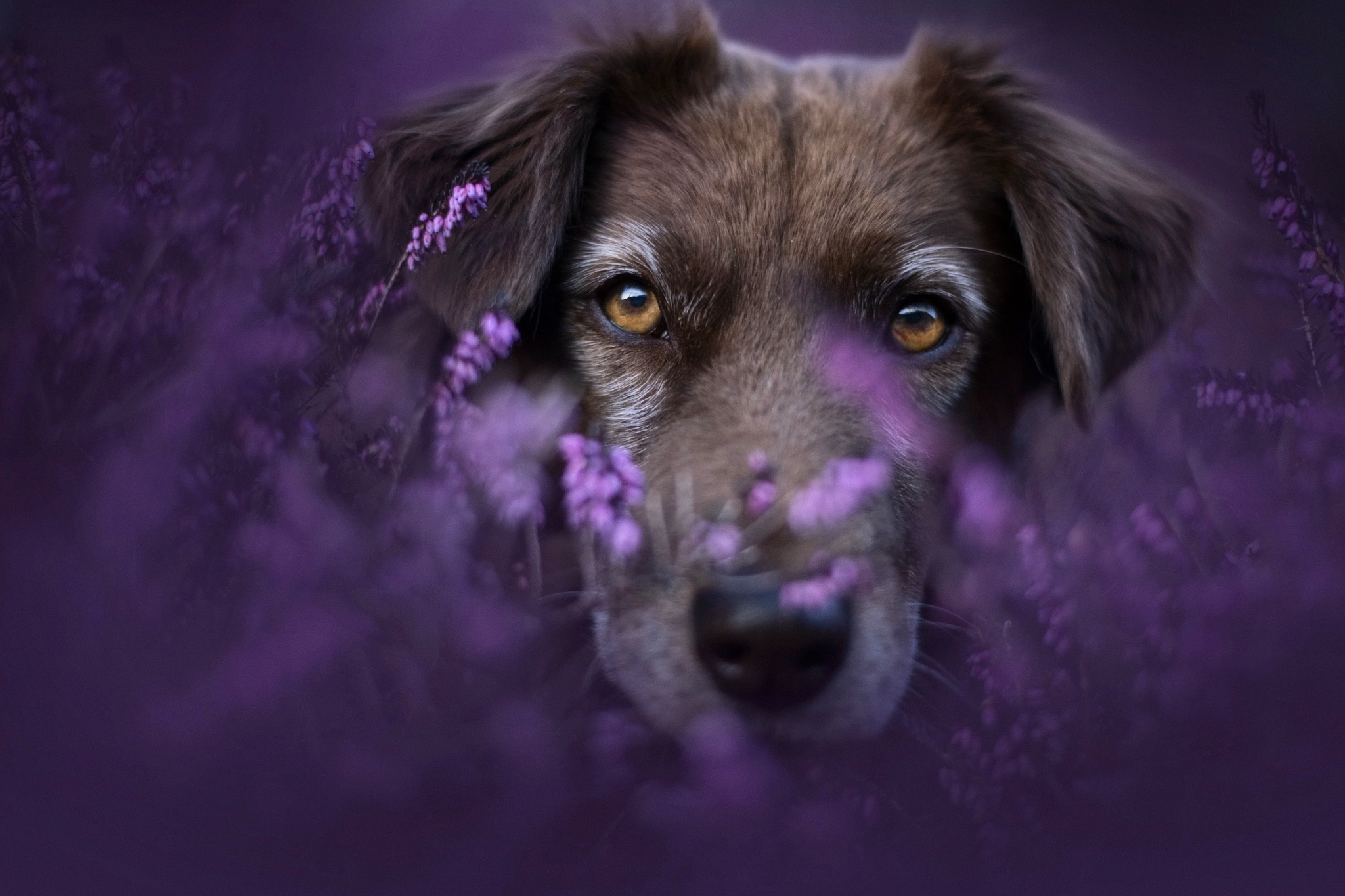 Brown dog peeking through purple flowers HD Wallpaper